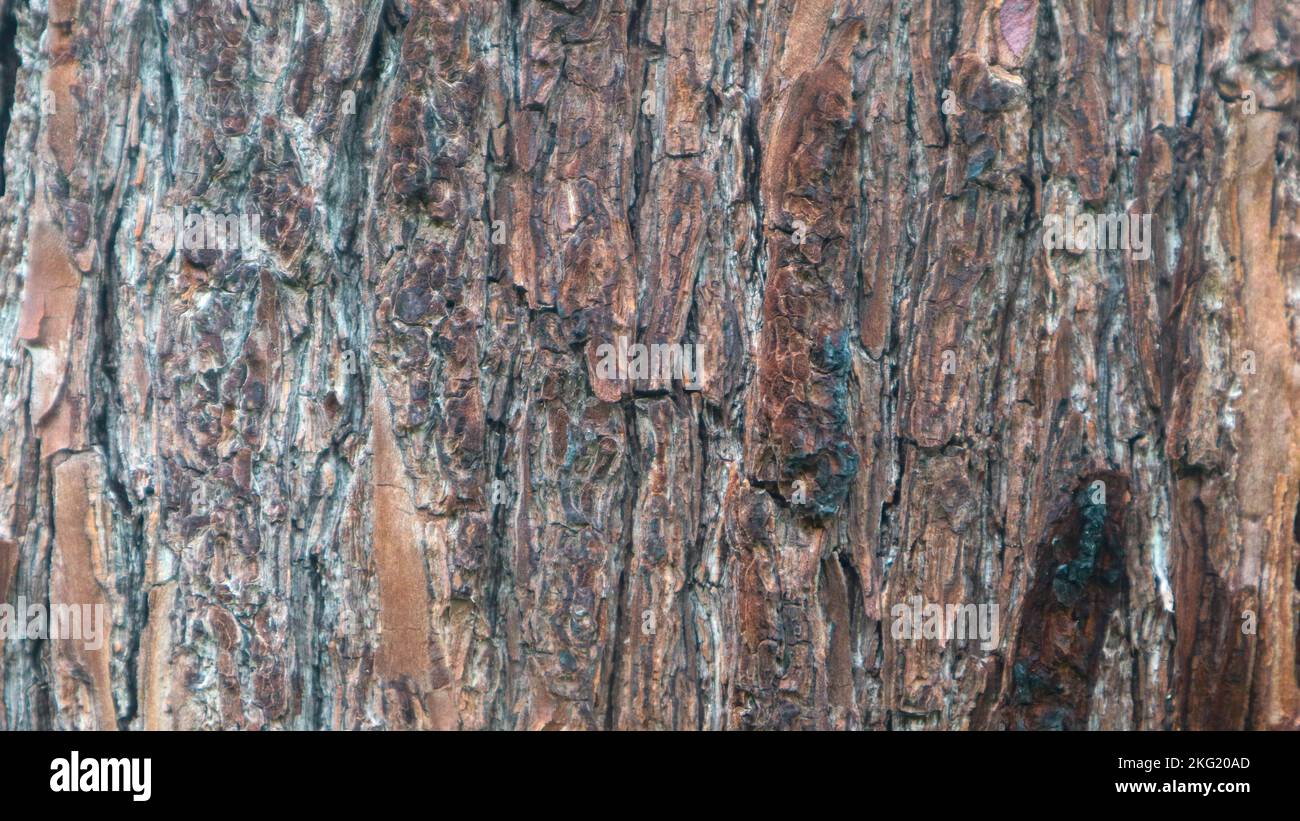 pine bark texture as background Stock Photo - Alamy