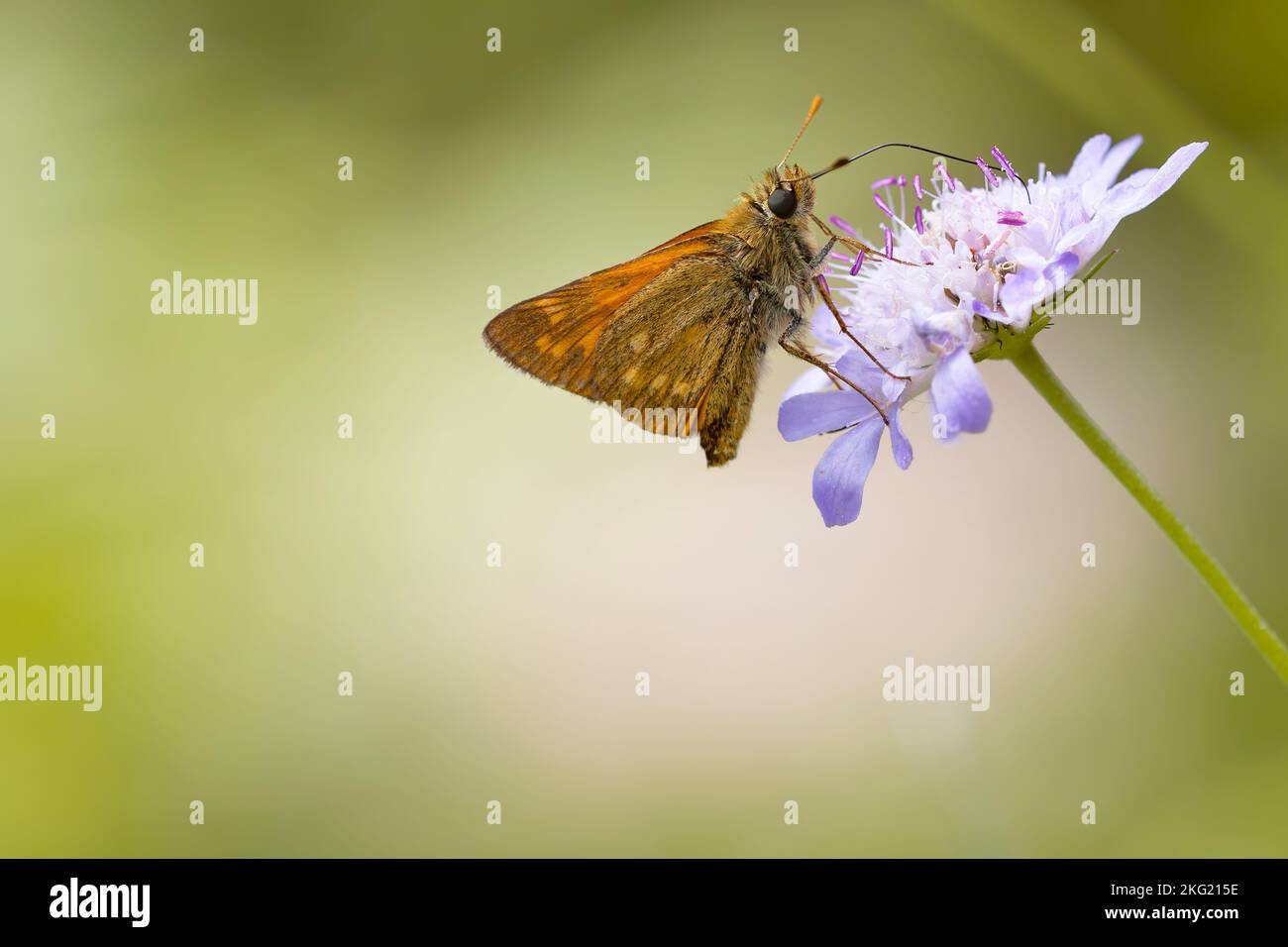 ochlodes sylvania butterfly on a lilac flower with green background. macro nature photography. insects and plants. Copy space Stock Photo