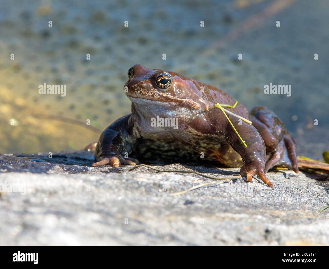 European Common brown Frog in latin Rana temporaria with eggs Stock