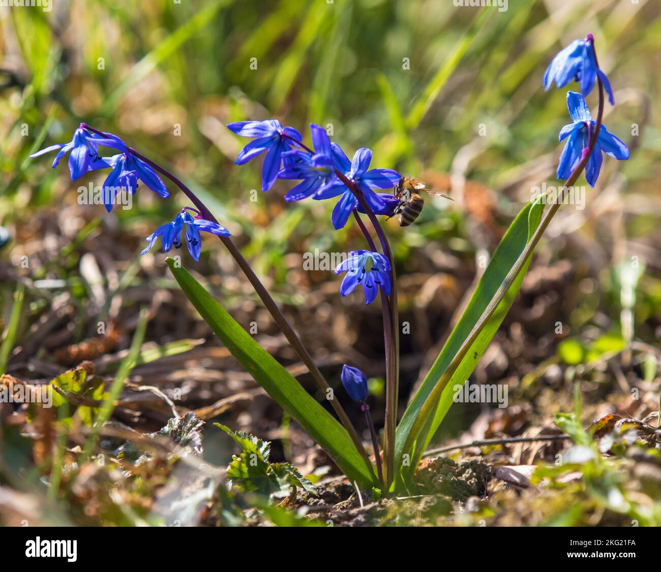 Ladock hi-res stock photography and images - Alamy