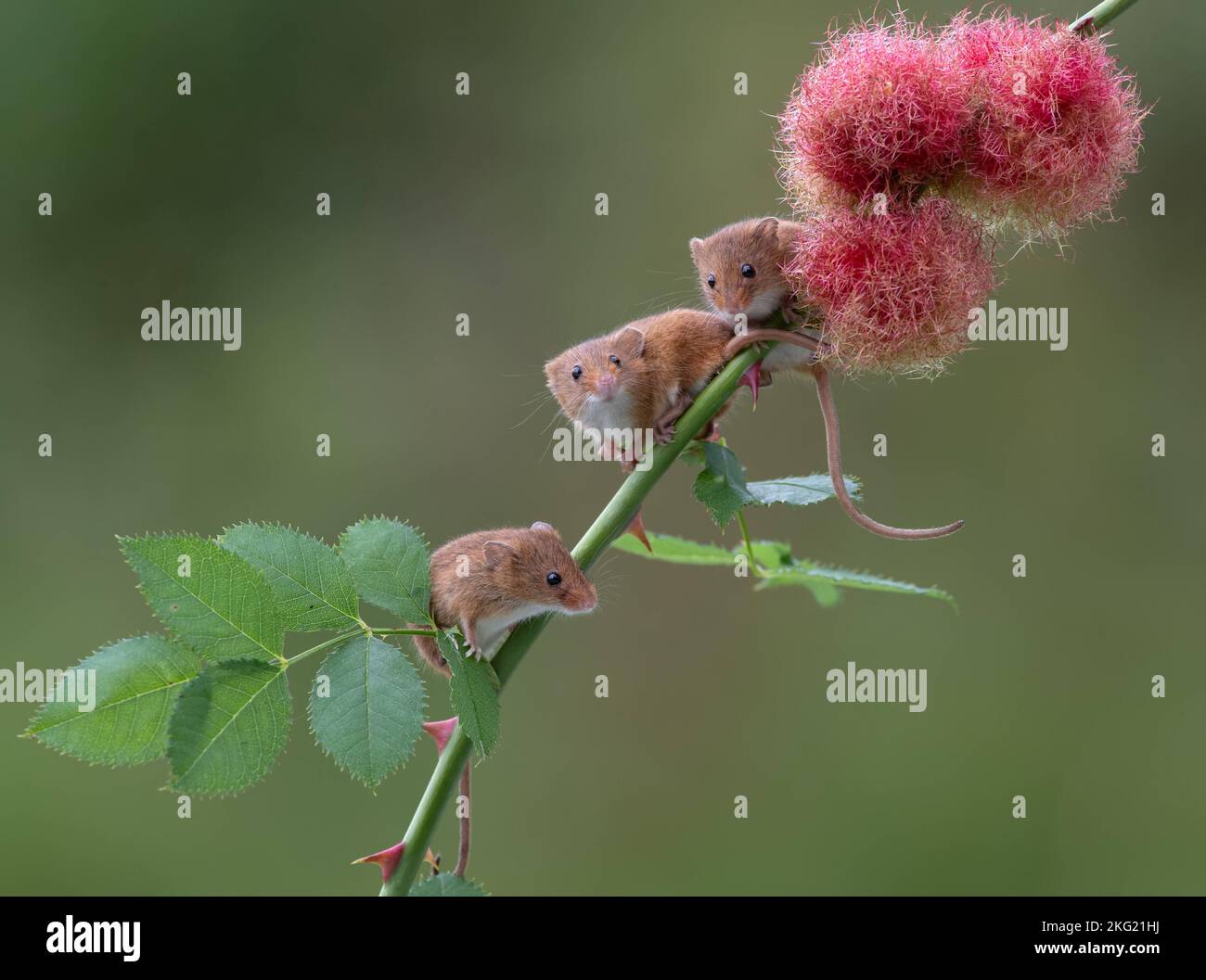 A third mouse joins to climb. Dorset, UK ADORABLE PICTURES show the UK