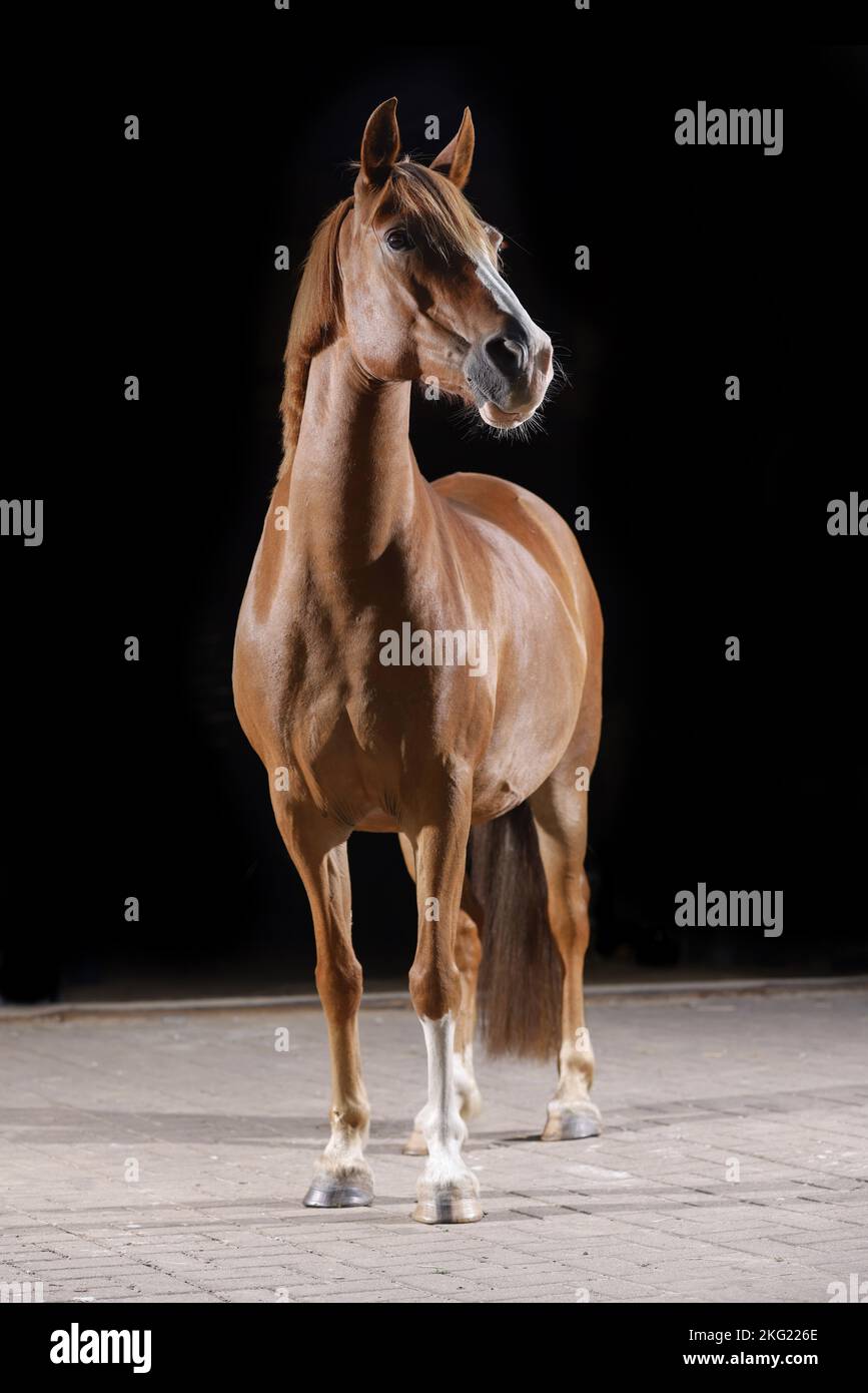 German Riding Pony mare Stock Photo