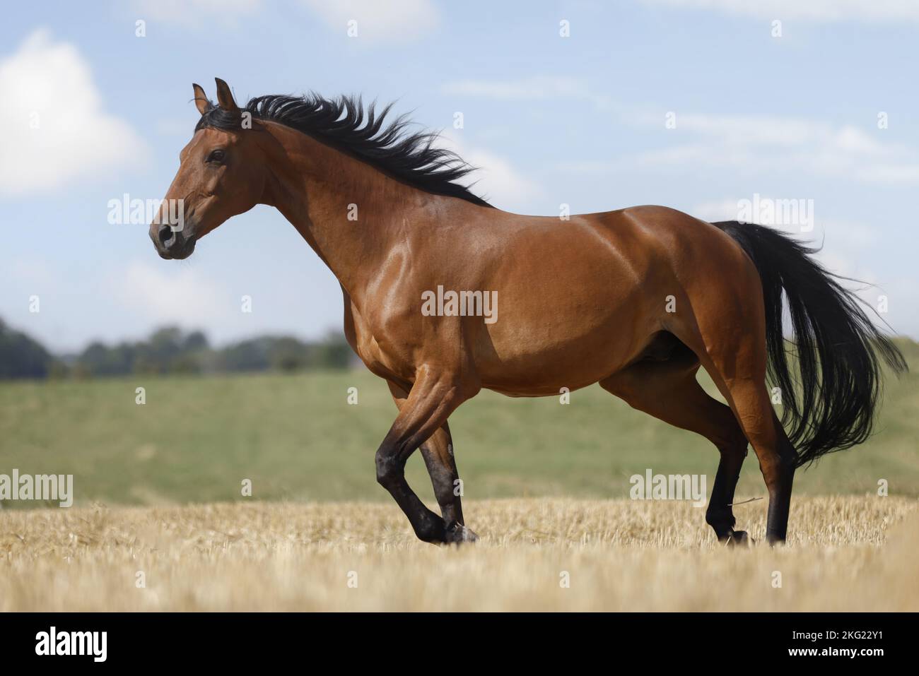 German Sport Horse gelding Stock Photo