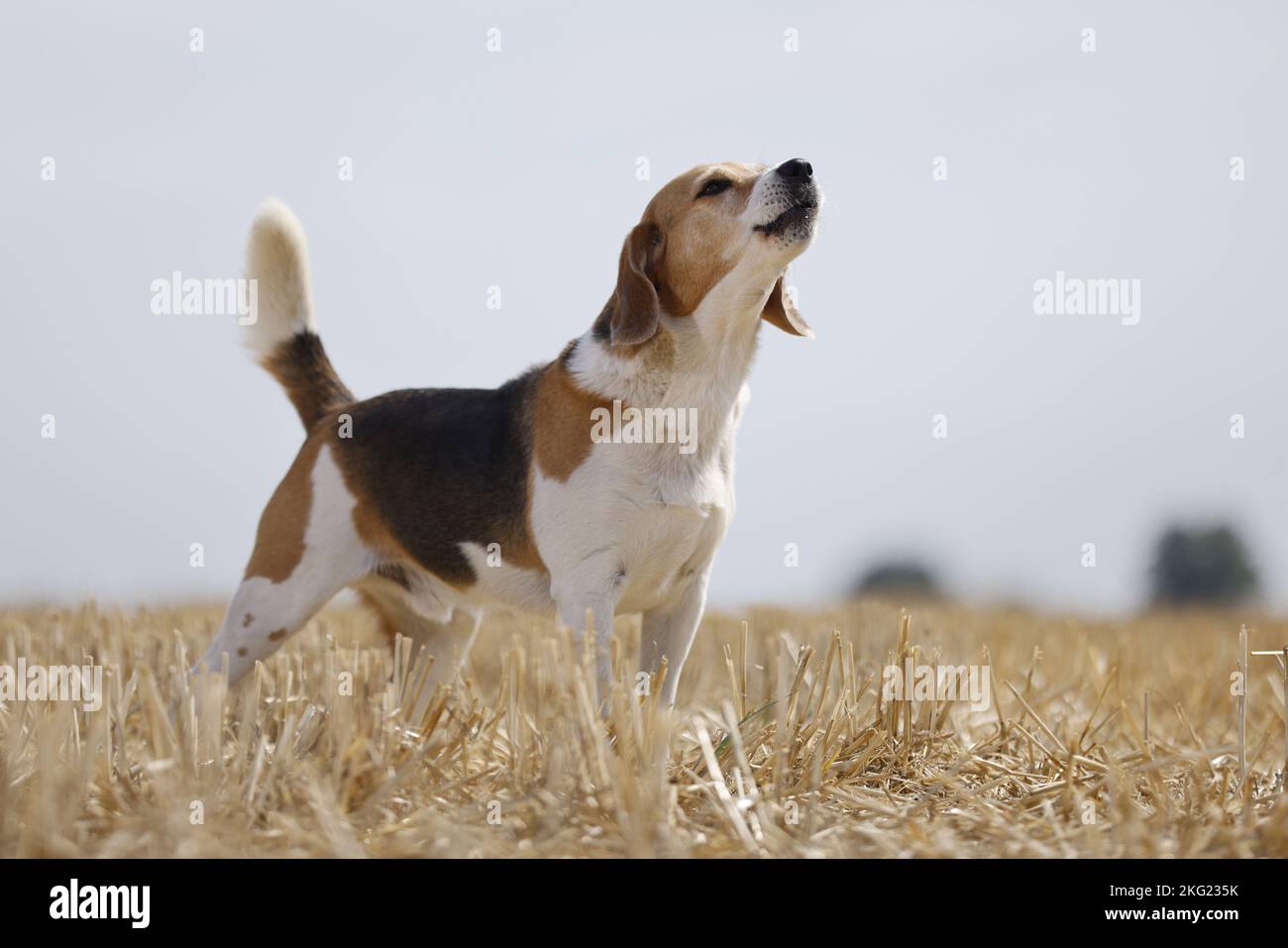 male Beagle Stock Photo