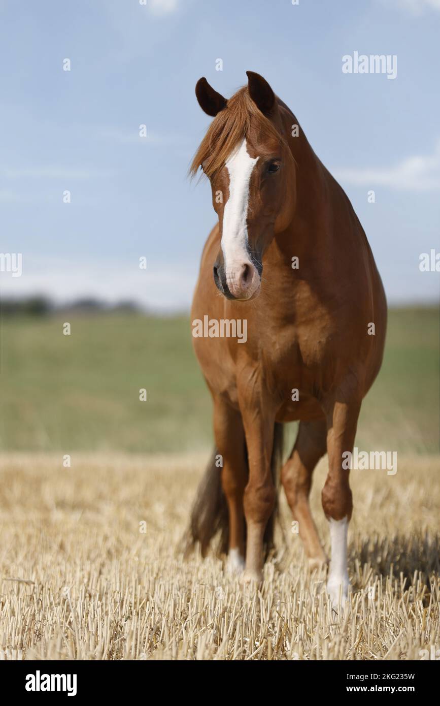 German Riding Pony mare Stock Photo