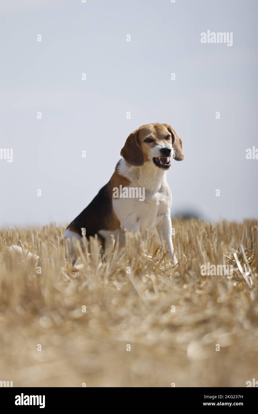 male Beagle Stock Photo