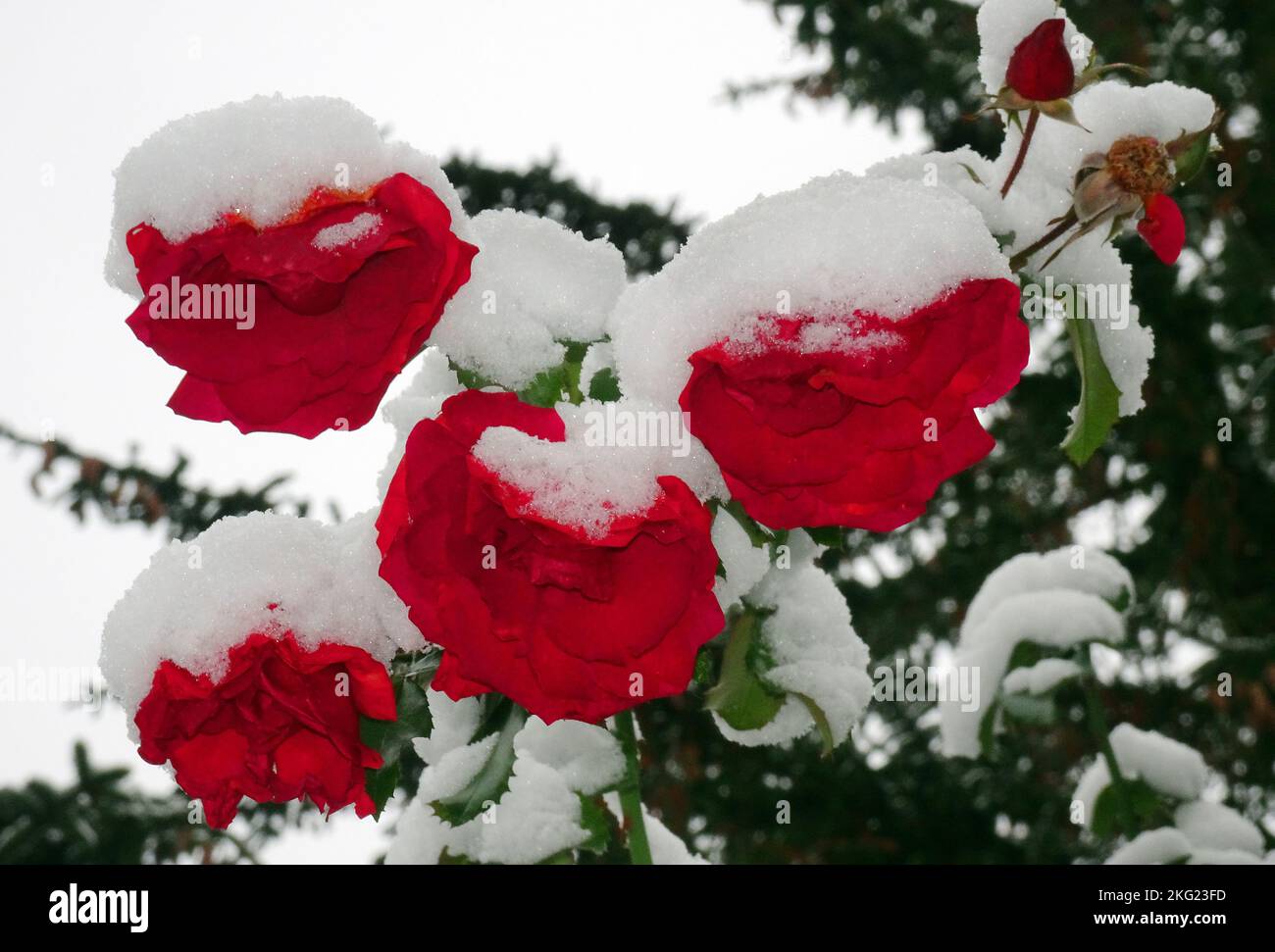 Berlin, Germany. 21st Nov, 2022. Rose blossoms, which were still blooming in mild temperatures during the past few days, are covered with snow at temperatures around zero degrees Celsius. A four-centimeter thick snow cover gives the capital the first white splendor this winter. Credit: Wolfgang Kumm/dpa/Alamy Live News Stock Photo