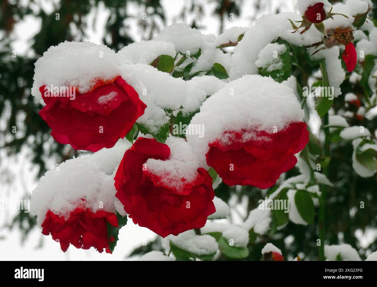 Berlin, Germany. 21st Nov, 2022. Rose blossoms, which were still blooming in mild temperatures during the past few days, are covered with snow at temperatures around zero degrees Celsius. A four-centimeter thick snow cover gives the capital the first white splendor this winter. Credit: Wolfgang Kumm/dpa/Alamy Live News Stock Photo