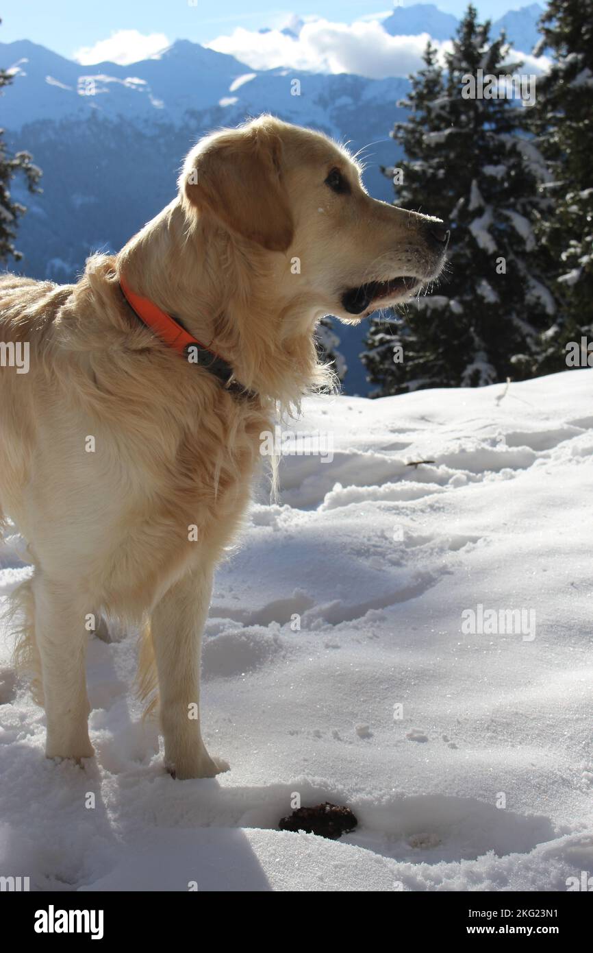Switzerland dog hi-res stock photography and images - Alamy