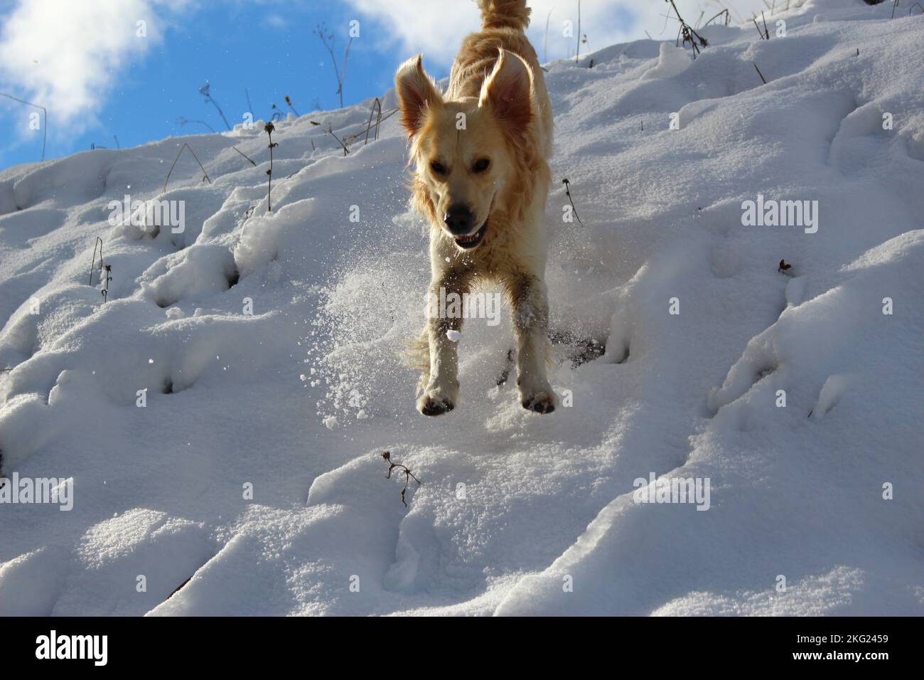 Excited golden retriever dog jumping down a hill into snow. Concept for