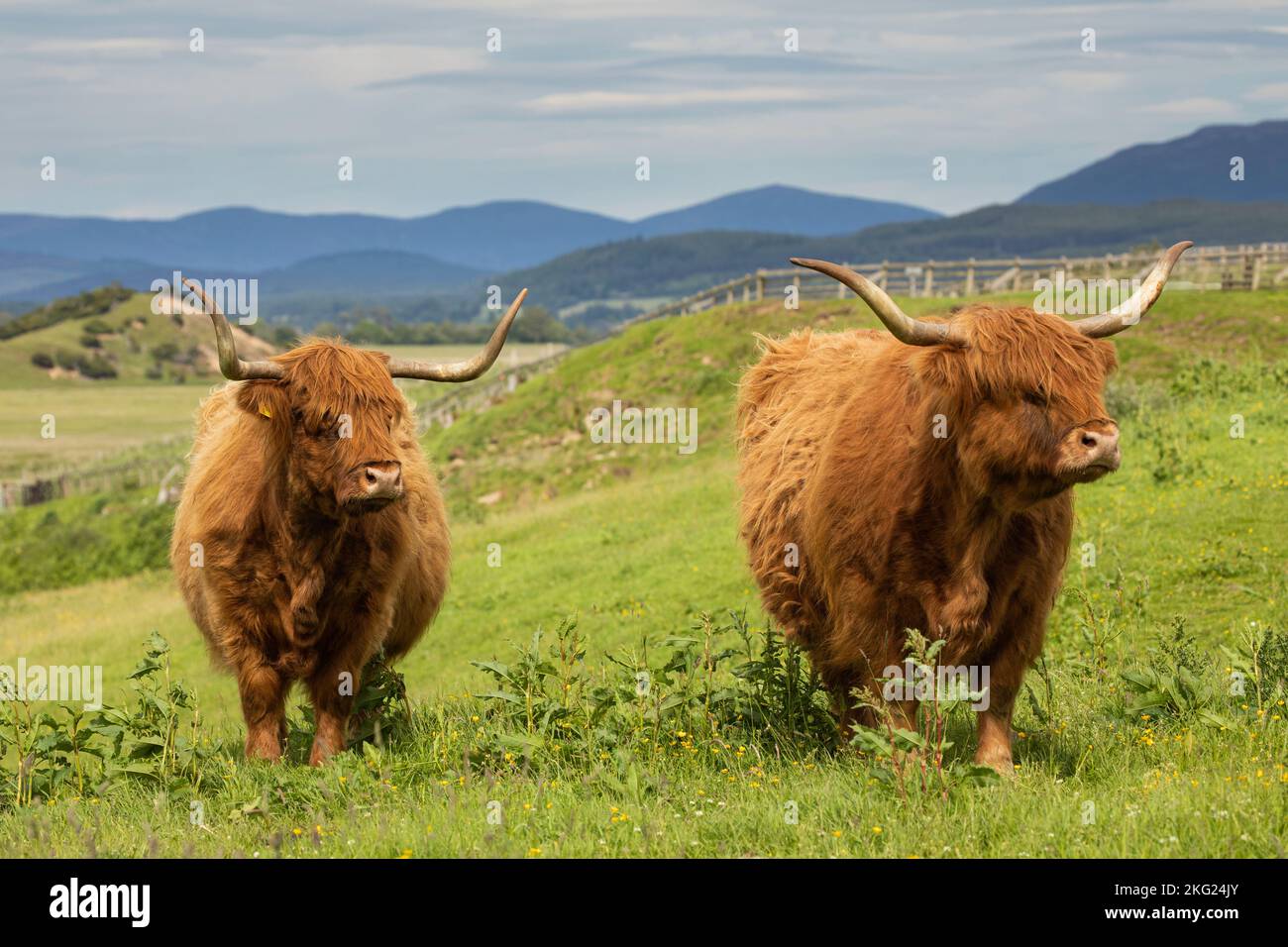 Highland cattle, at Ruthven Barracks, Kingussie, Cairngorm National Park, Scotland Stock Photo