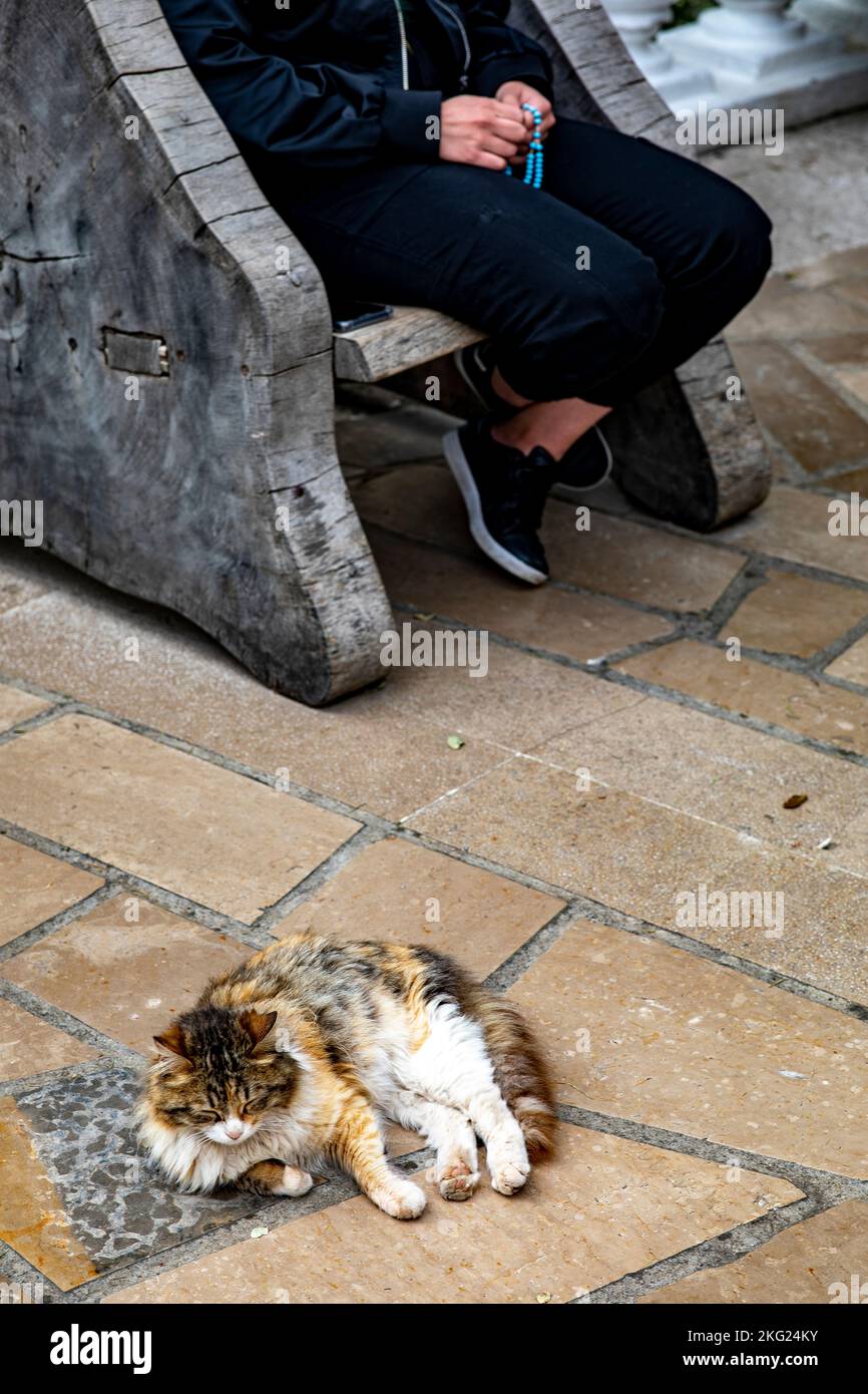 Cat and praying pilgrim in Our Lady of Lebanon sanctuary, Harissa