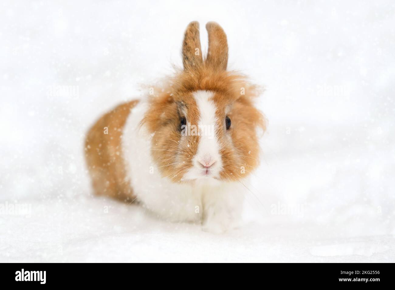 Snow baby bunny hi-res stock photography and images - Alamy