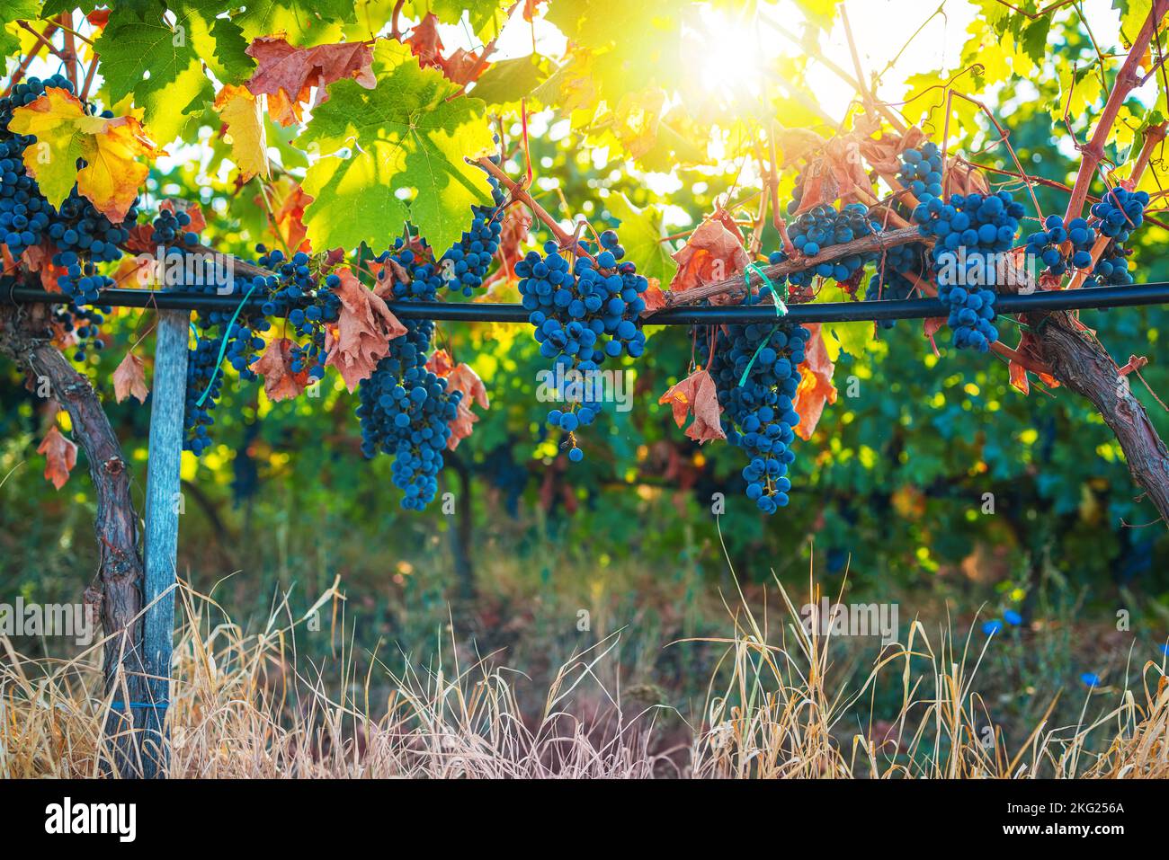 Vineyard agricultural fields in the countryside, beautiful landscape during sunrise. Stock Photo