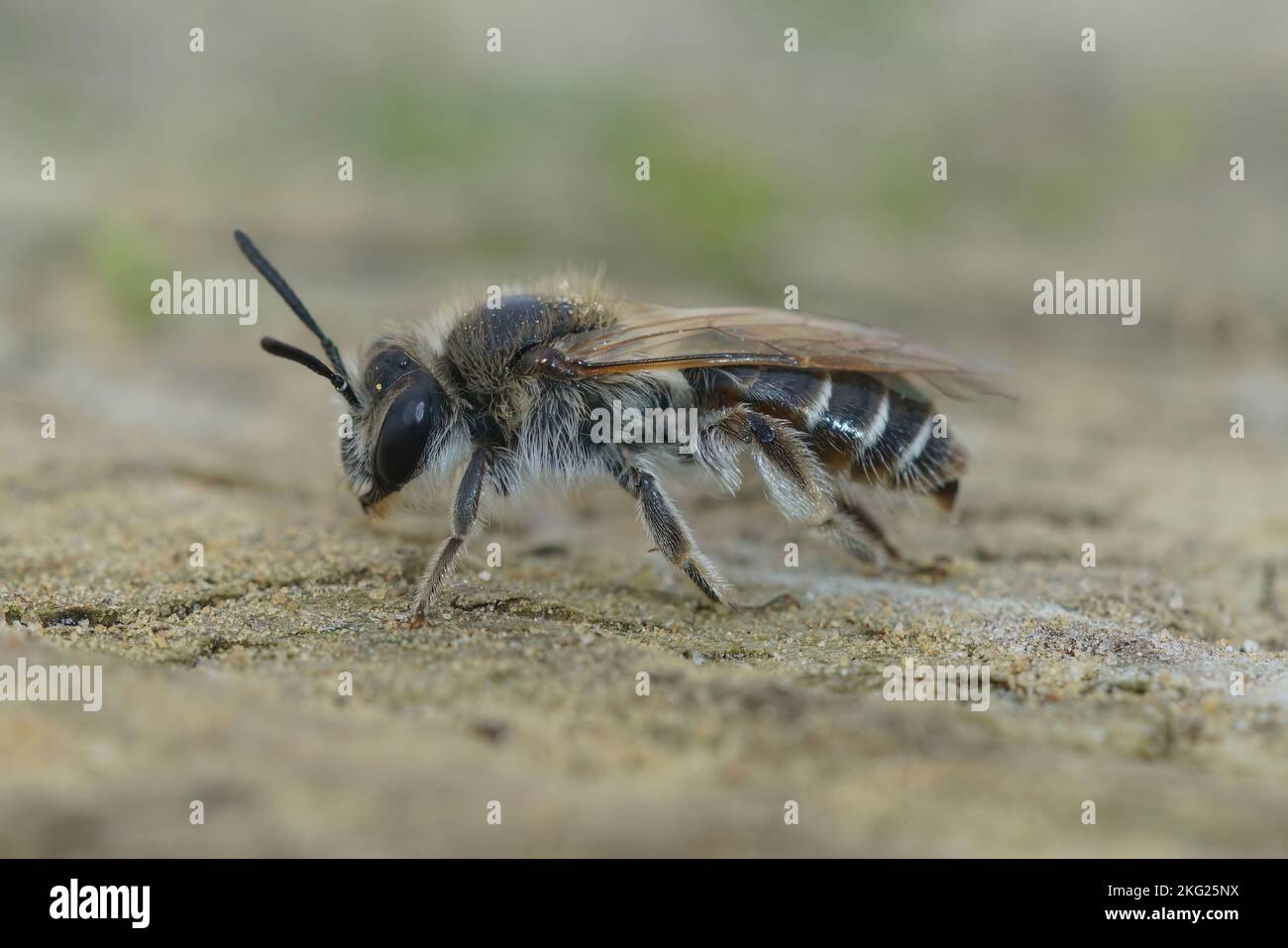 Detailed closeup of a female red-belied miner mining bee, Andrena ventralis on a piece of wood Stock Photo