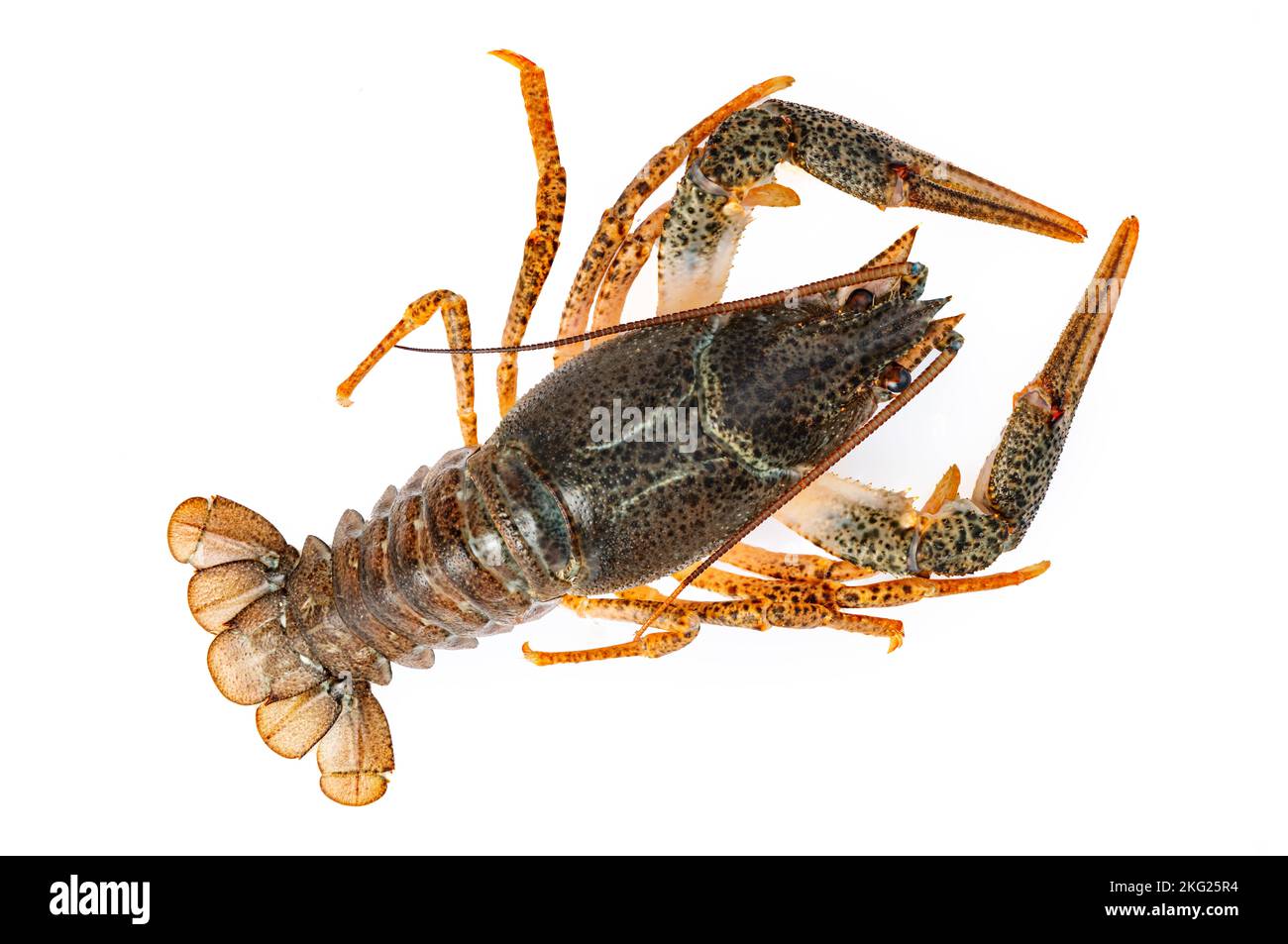 Crayfish or lake crab isolated on white background Stock Photo