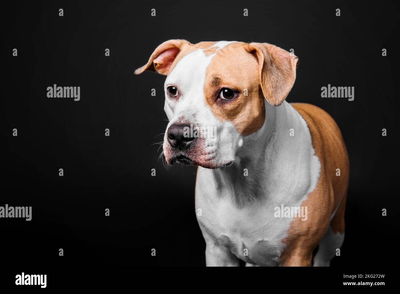 American Staffordshire Terrier dog isolated on black background Stock Photo