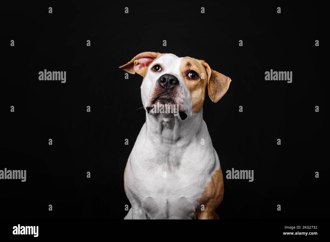 American Staffordshire Terrier dog isolated on black background Stock Photo