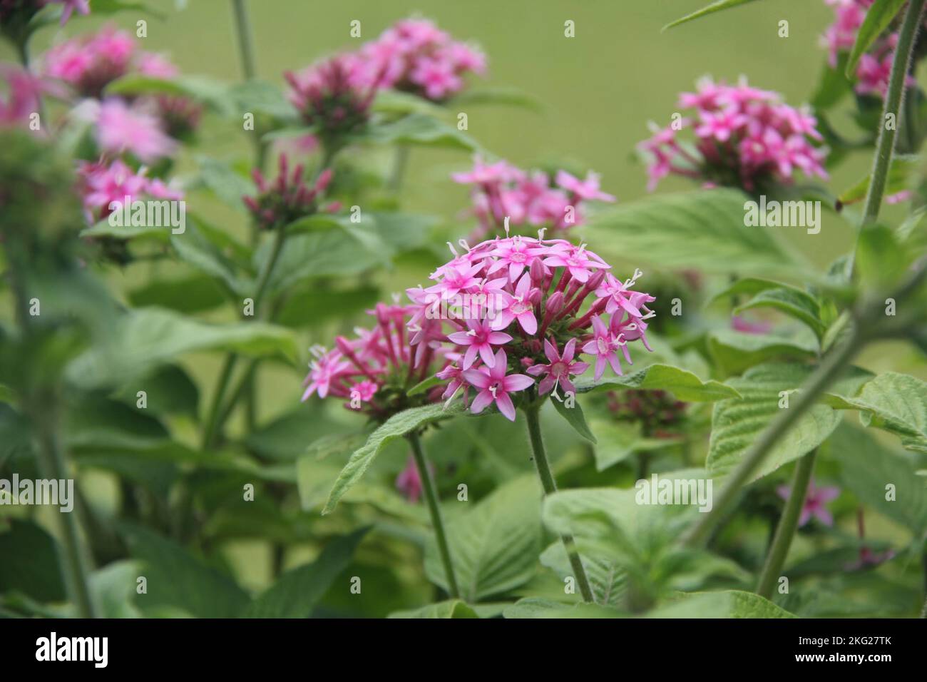 A selective focus shot of pink Pentas lanceolata flowers in the meadow Stock Photo