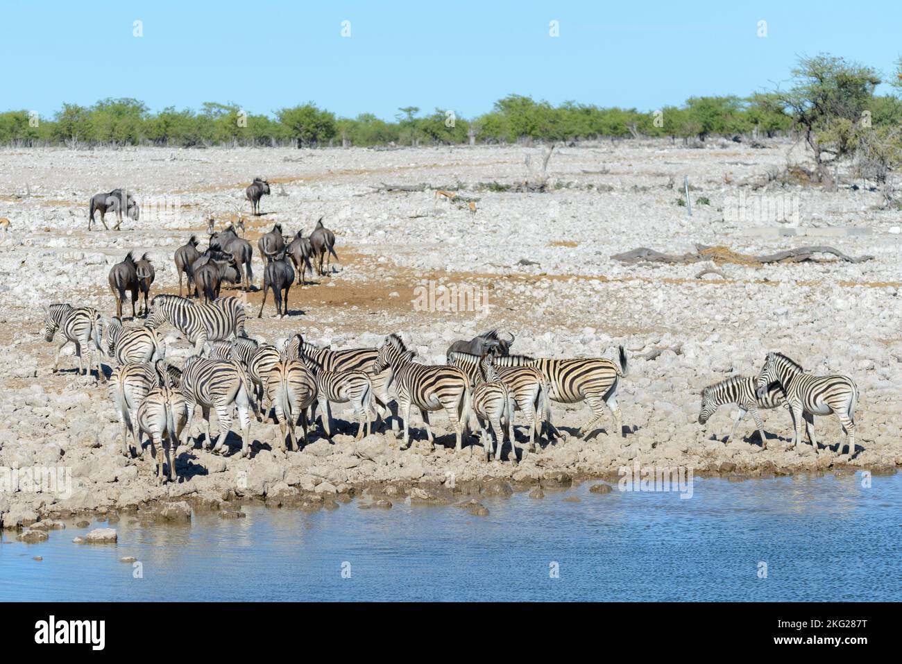 Wild african animals -gnu, kudu, orix, springbok, zebras drinking water ...