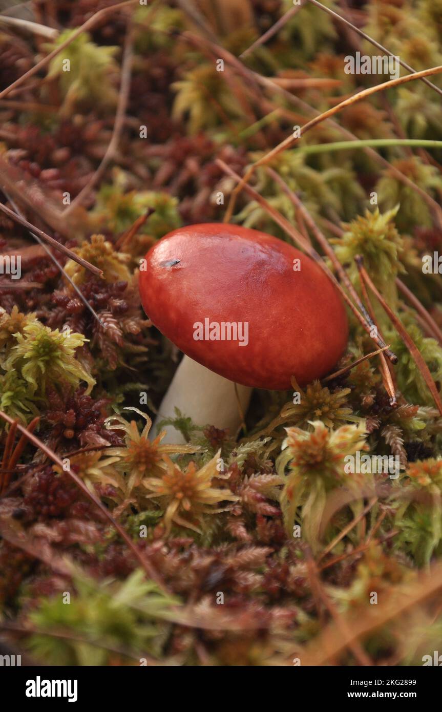 red mushroom in Estonia, National park of Estonia Stock Photo