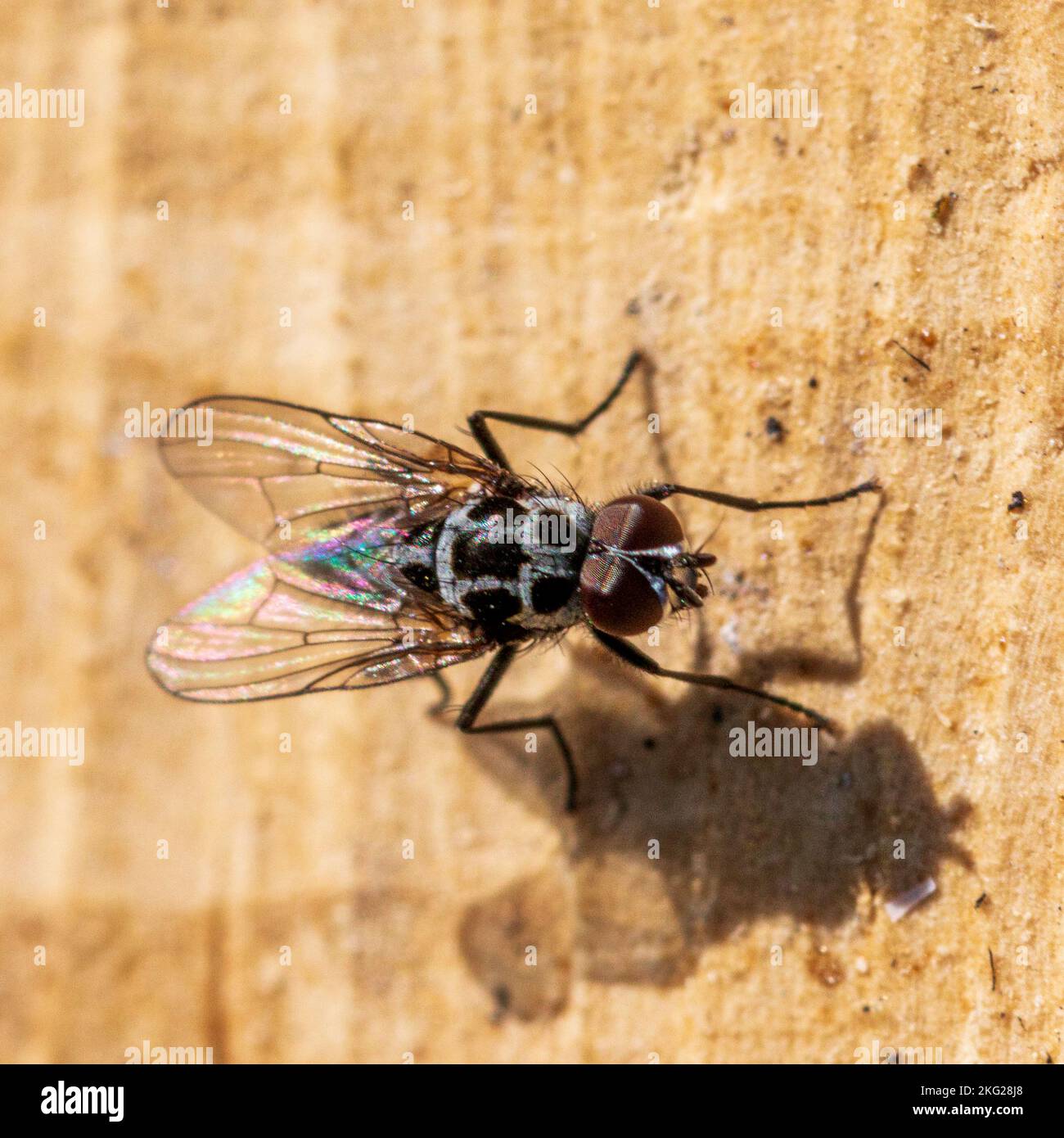 Anthomyia procellaris, Root-maggot Fly Stock Photo
