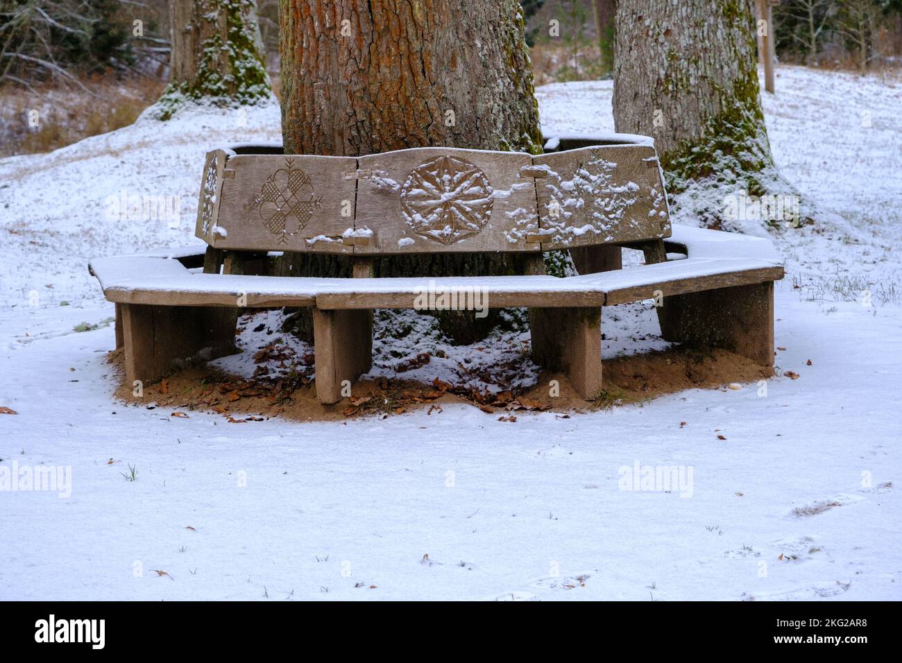 A bench in the shape of a snowy circle in the nature park. Encircles the trunk of an oak tree. A romantic place for lovers. Skanaiskalna National Park Stock Photo