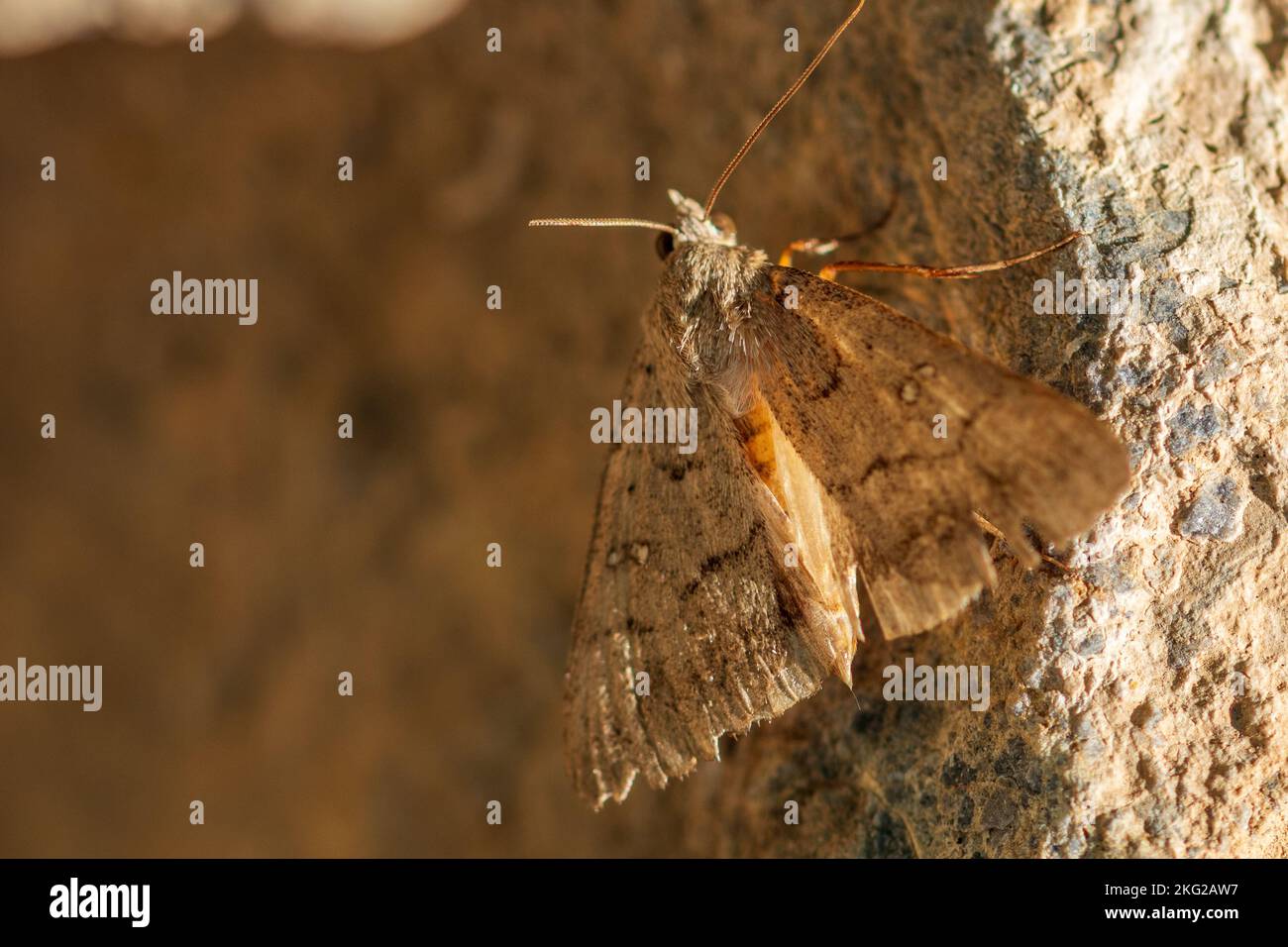 Clytie illunaris, Trent Double-stripe Moth Stock Photo