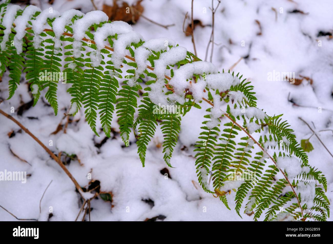 Early snow. Autumn thickets of ferns are covered by the unexpected snow of southern, subtropical forests. Snow covered fern leaves. Stock Photo