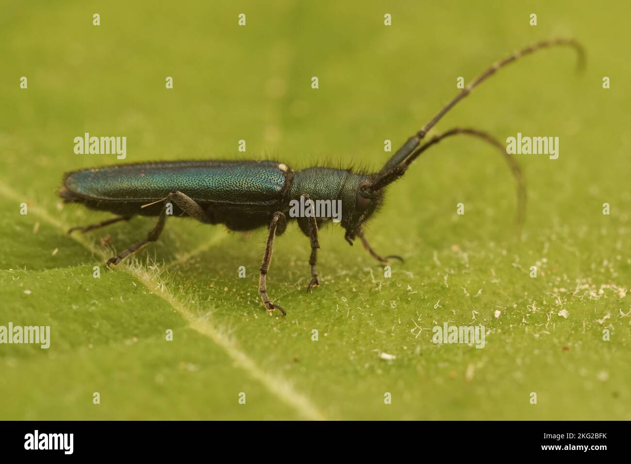 Detailed closeup on the green iridescent, metallic flat-faced longhorn beetle , Agapanthia violacea Stock Photo