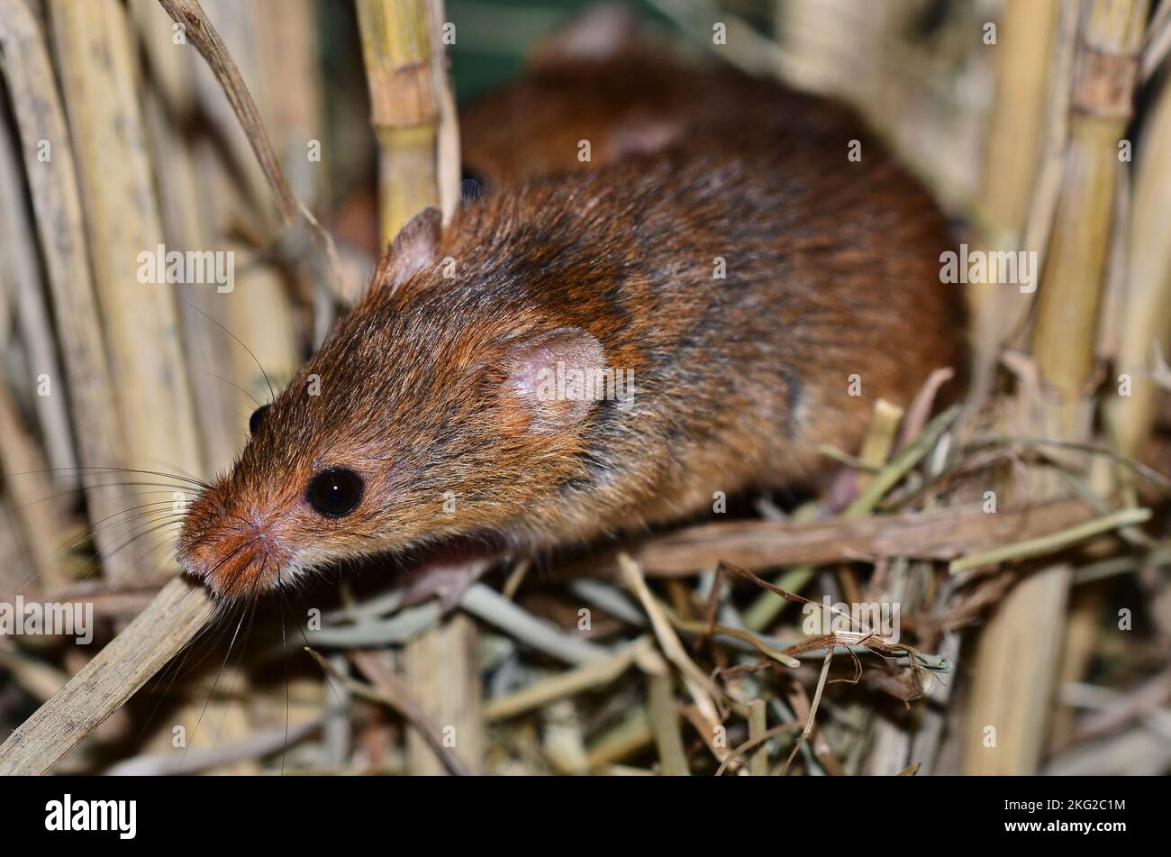 adult harvest mouse active during daylight hours Stock Photo Alamy