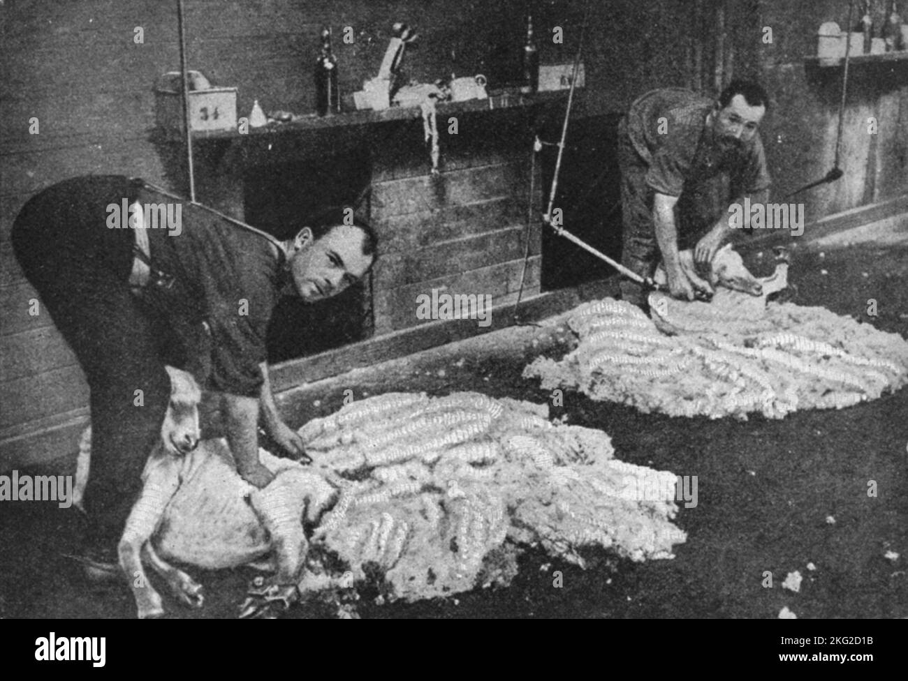 Vintage photo circa 1900 showing men in a shearing shed shearing fleeces from Riverina Peppin Merino sheep fleeces in New South Wales Australia Stock Photo