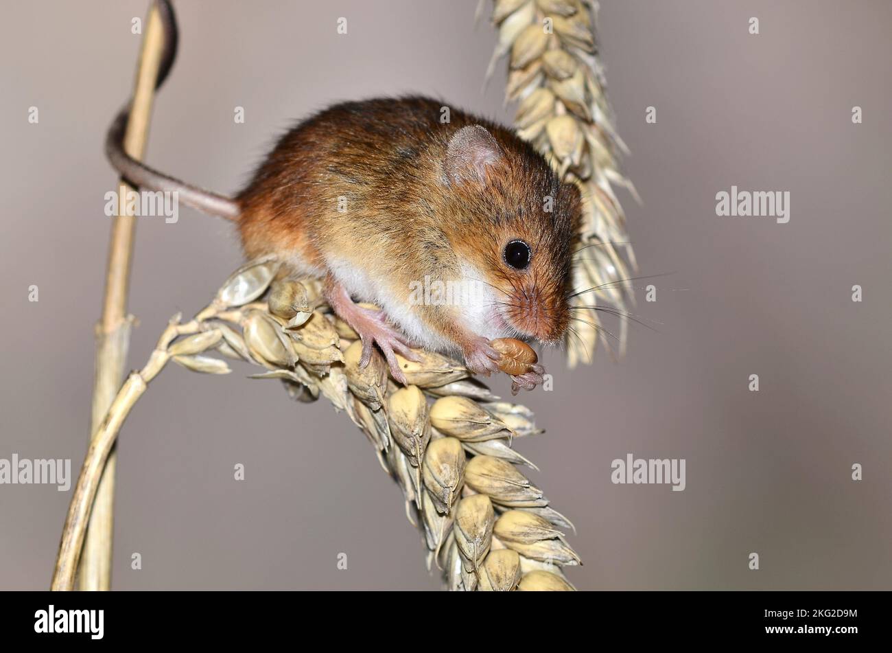 adult harvest mouse active during daylight hours Stock Photo Alamy