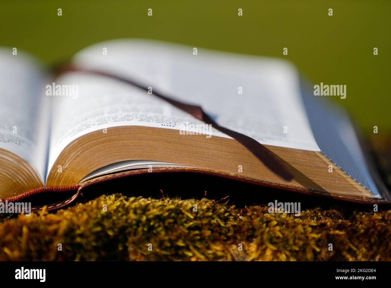 Open bible on a rock with moss. Stock Photo