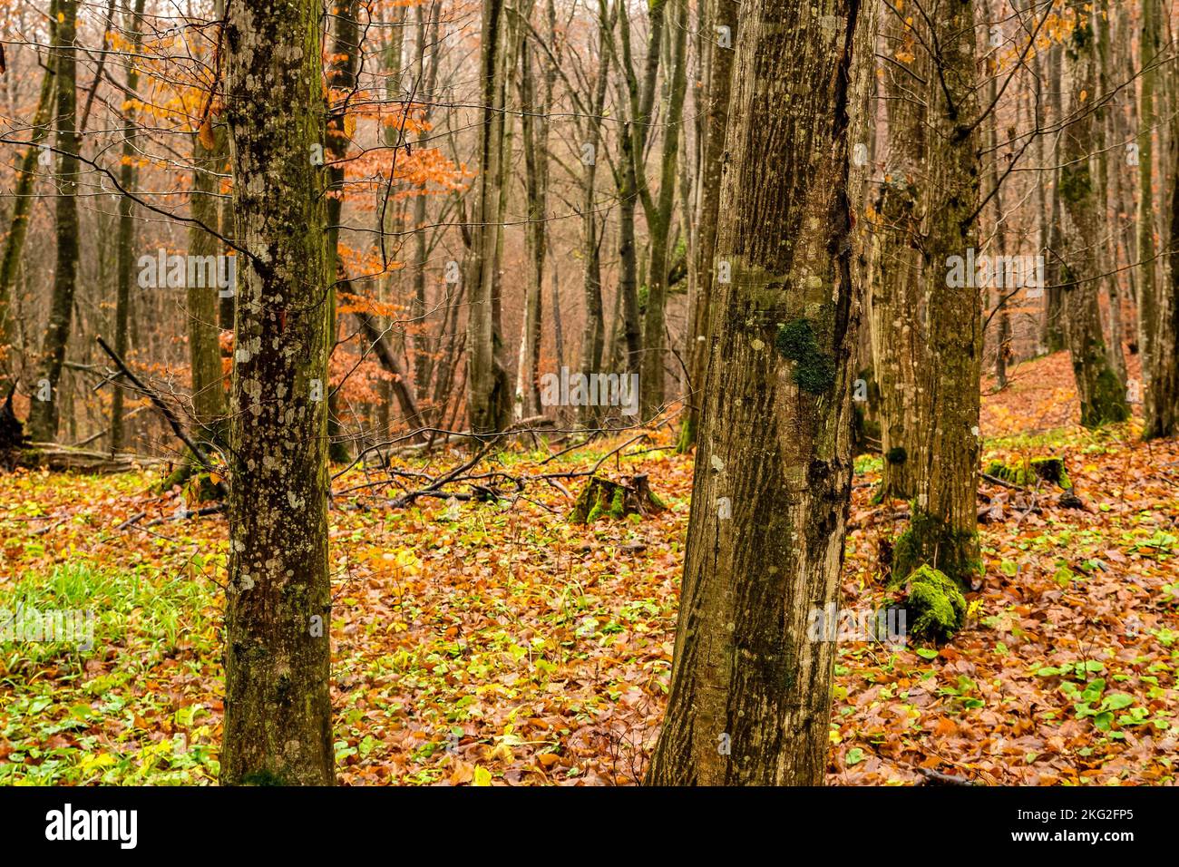 The beautiful autumn in a forest Stock Photo - Alamy