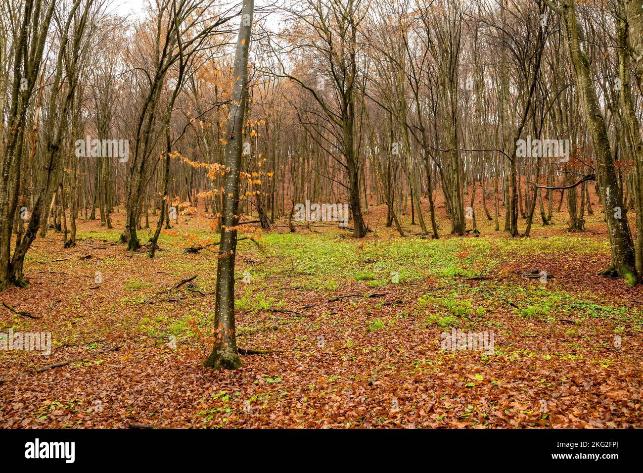 The beautiful autumn in a forest Stock Photo - Alamy
