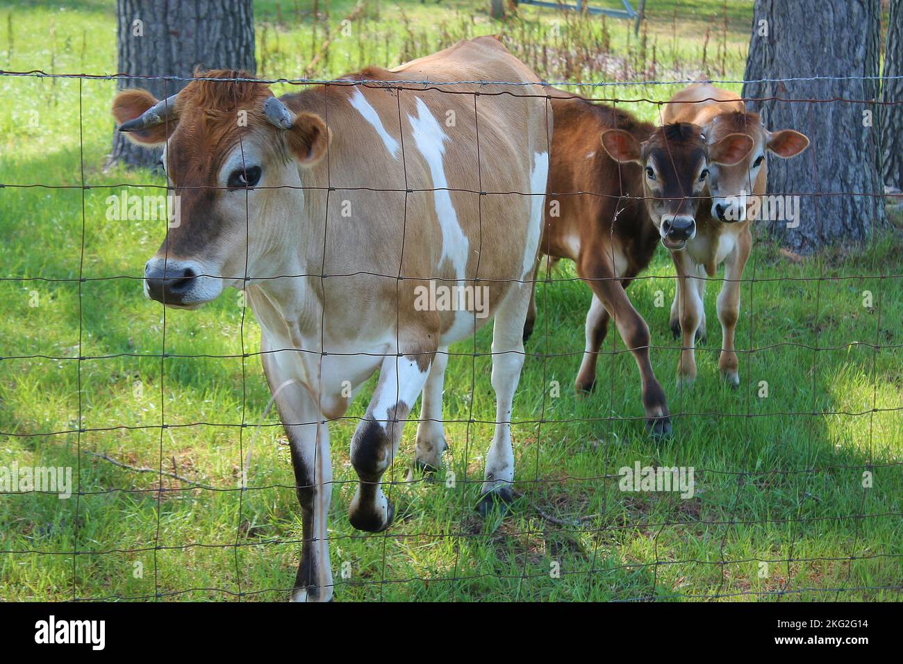 A mother cow and her two calves behind a fence on a farm Stock Photo ...