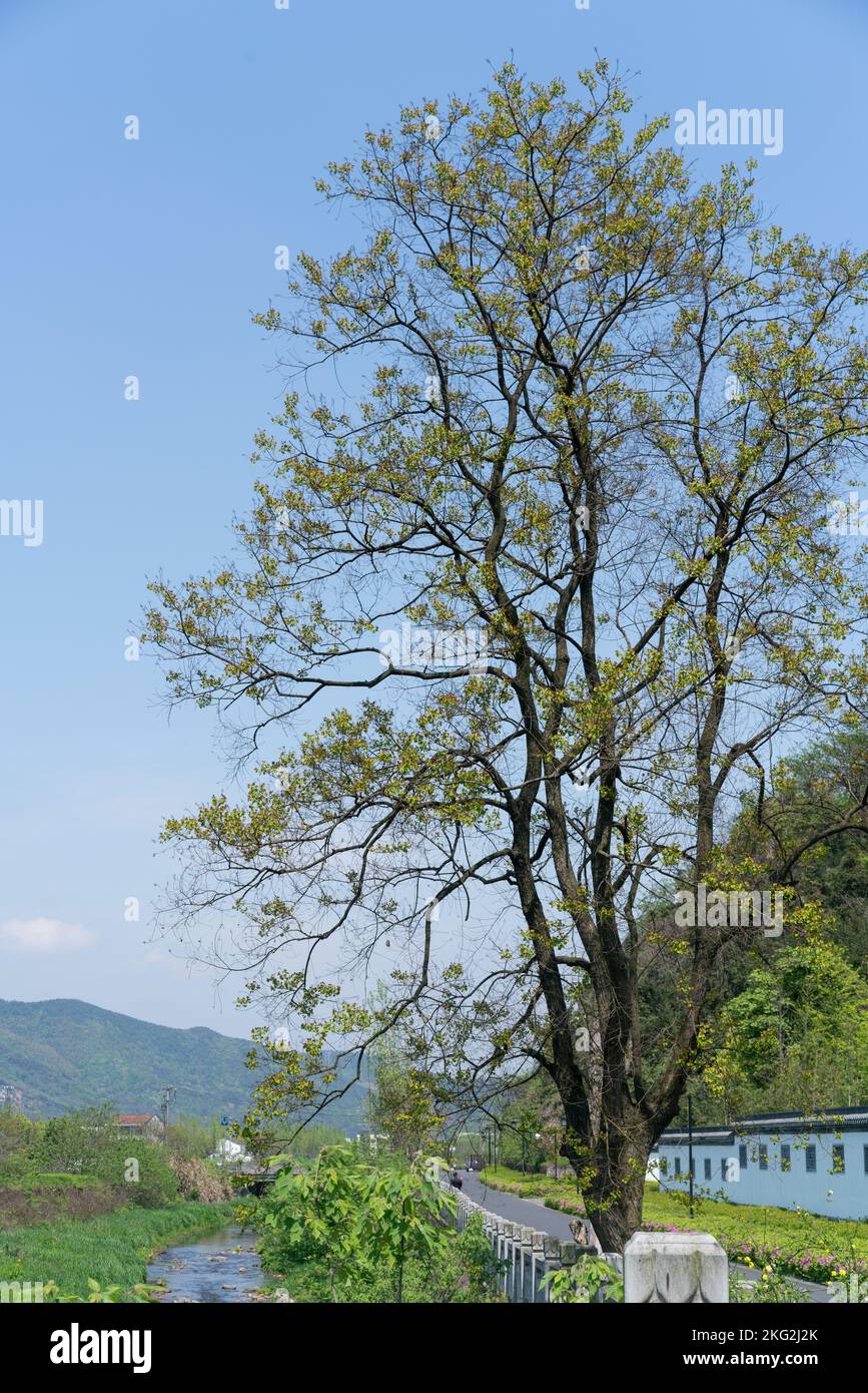 Tall tree growing hi-res stock photography and images - Alamy