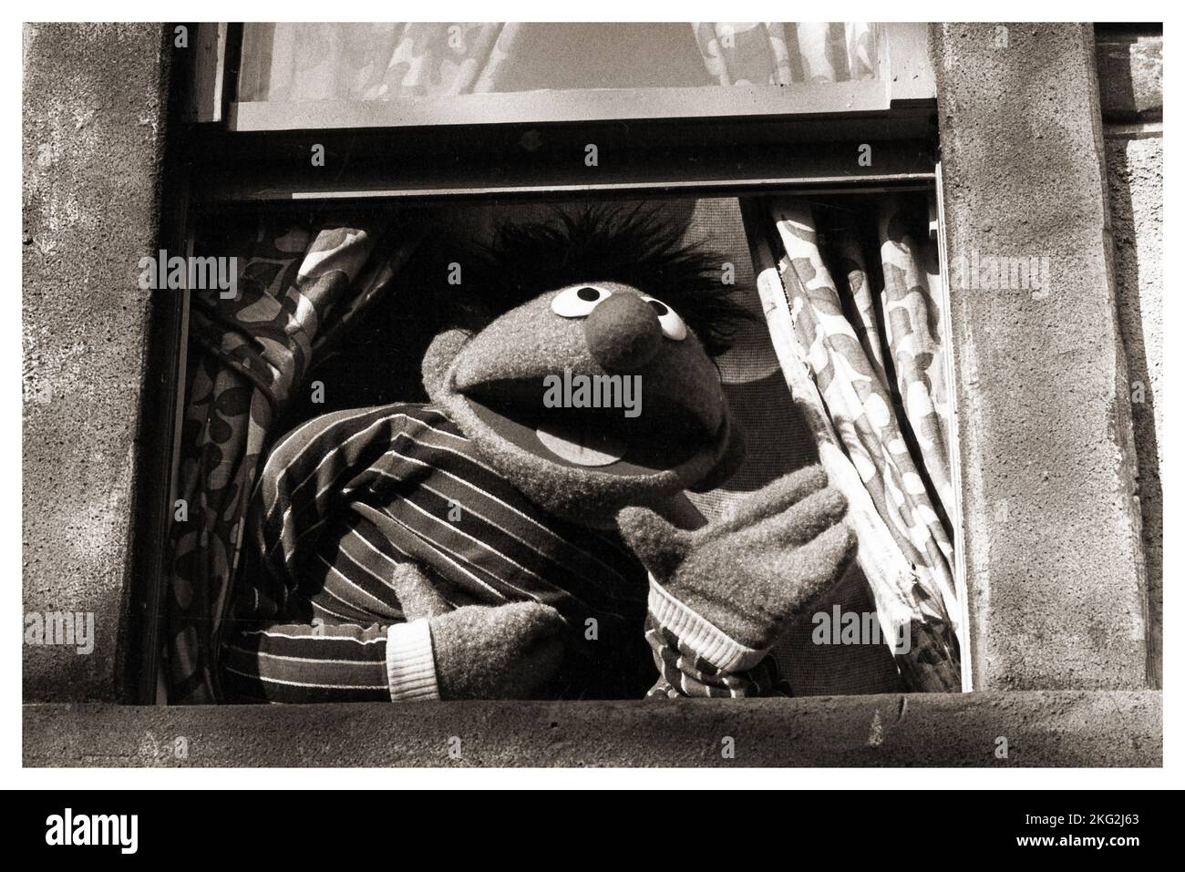 ERNIE looking out of the window of his basement apartment at 123 Sesame Street in Manhattan, 1978. Stock Photo