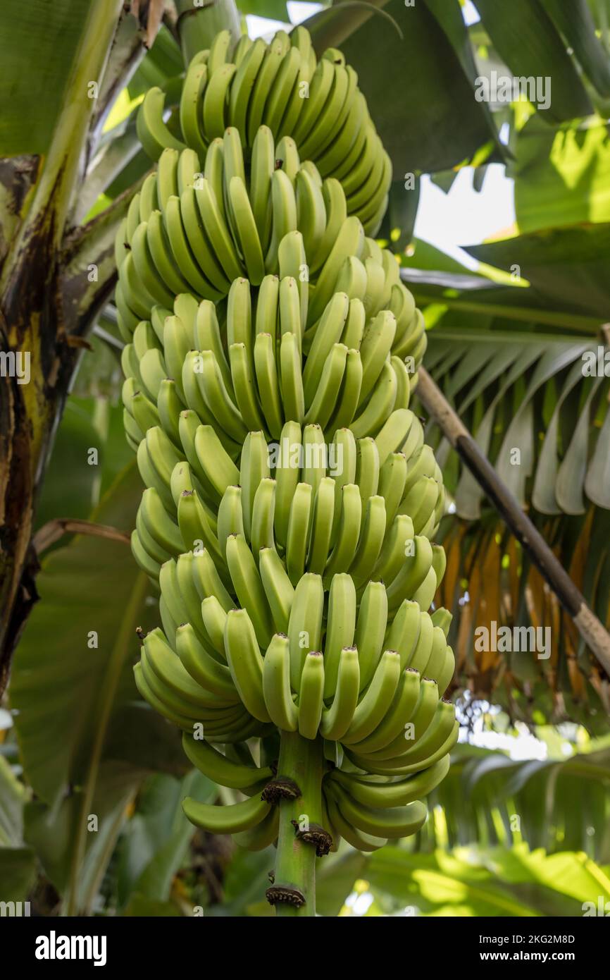 https://c8.alamy.com/comp/2KG2M8D/banana-cluster-on-tree-in-plantation-on-southern-atlantic-shore-at-madeira-island-shot-in-bright-fall-light-at-ponta-do-sol-portugal-2KG2M8D.jpg