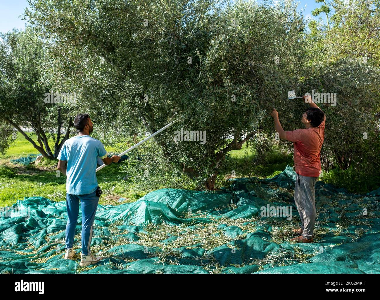 Men Harvesting Olives In Paphos Cyprus Stock Photo Alamy men-harvesting-olives-in-paphos-cyprus-stock-photo-alamy