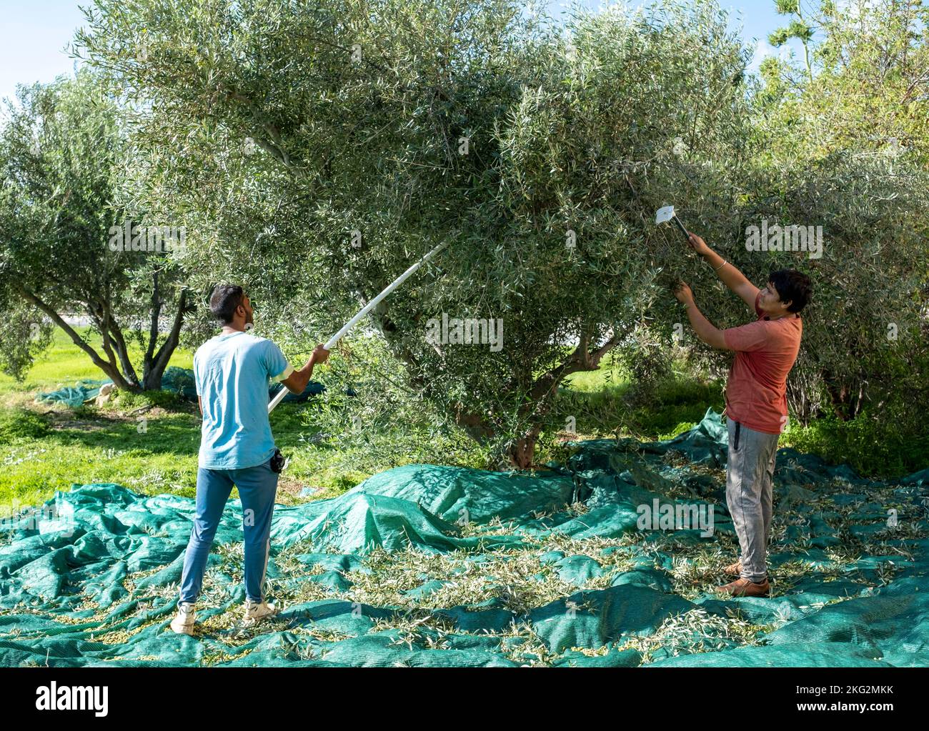 Men harvesting olives in Paphos, Cyprus. Stock Photo