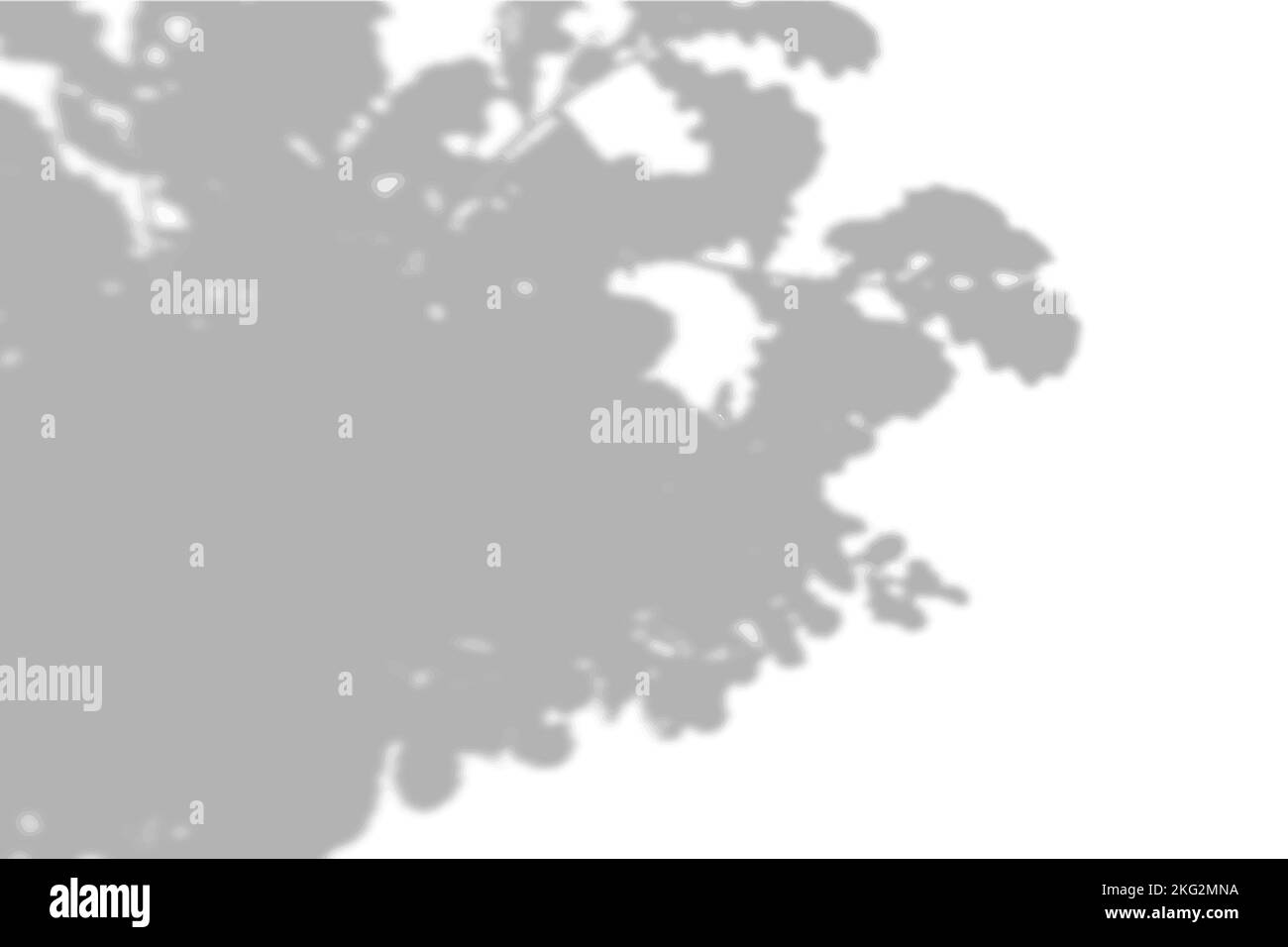 Summer background shadows from the foliage of a tree oak on a white ...