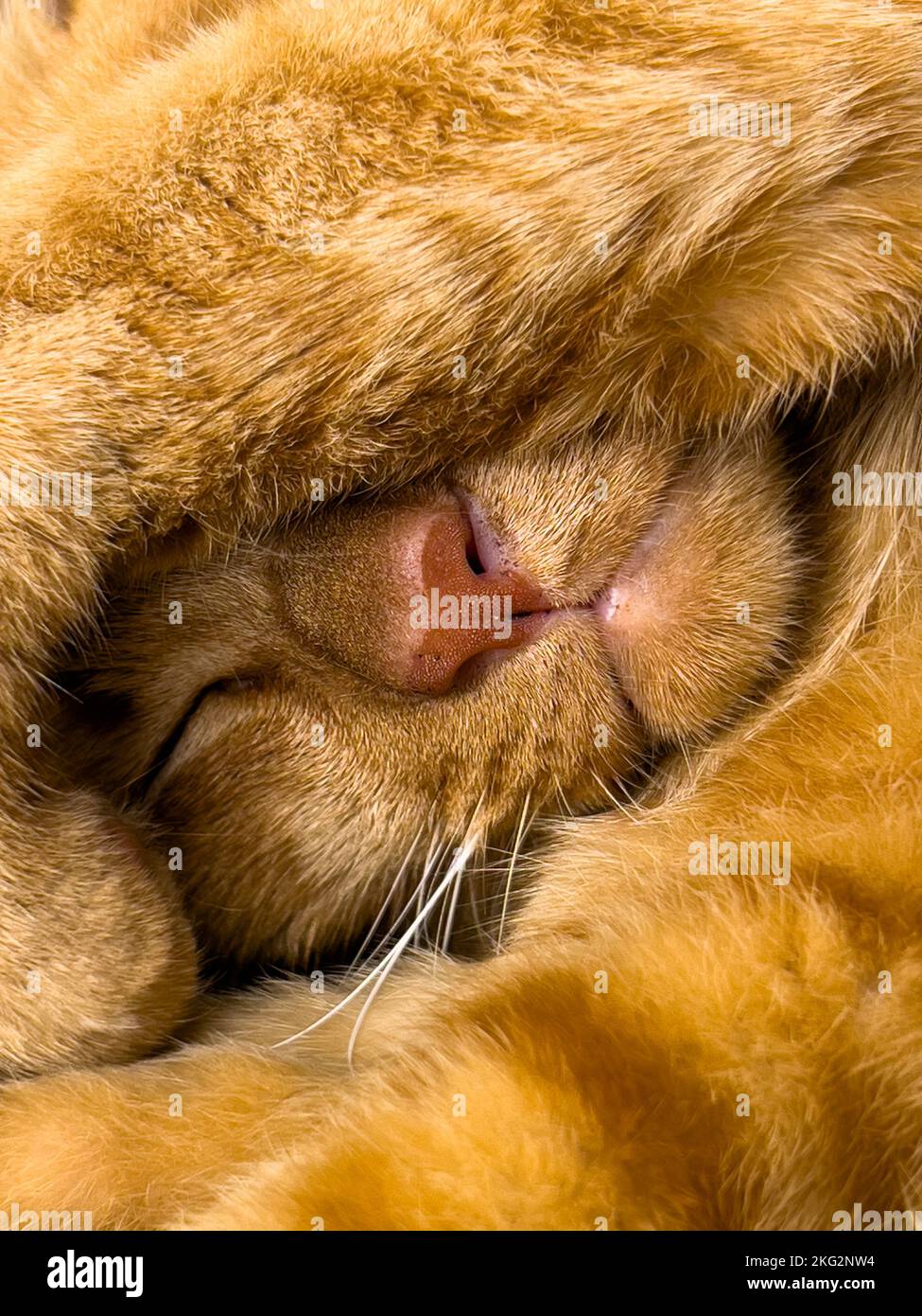 Close up view of tired ginger cat sleeping using it's door to cover the eyes and face. Stock Photo