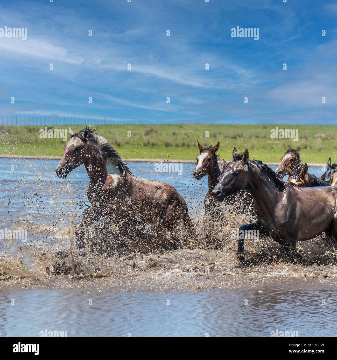 Side view of a group of wild horses splashing water while crossing a river in Corrientes, Argentina. Stock Photo