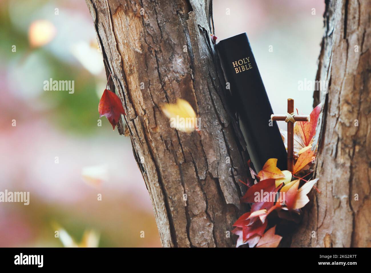 Beautiful autumn fallen leaves and red maple leaves falling through trees, holy cross of Jesus Christ and bible book Stock Photo