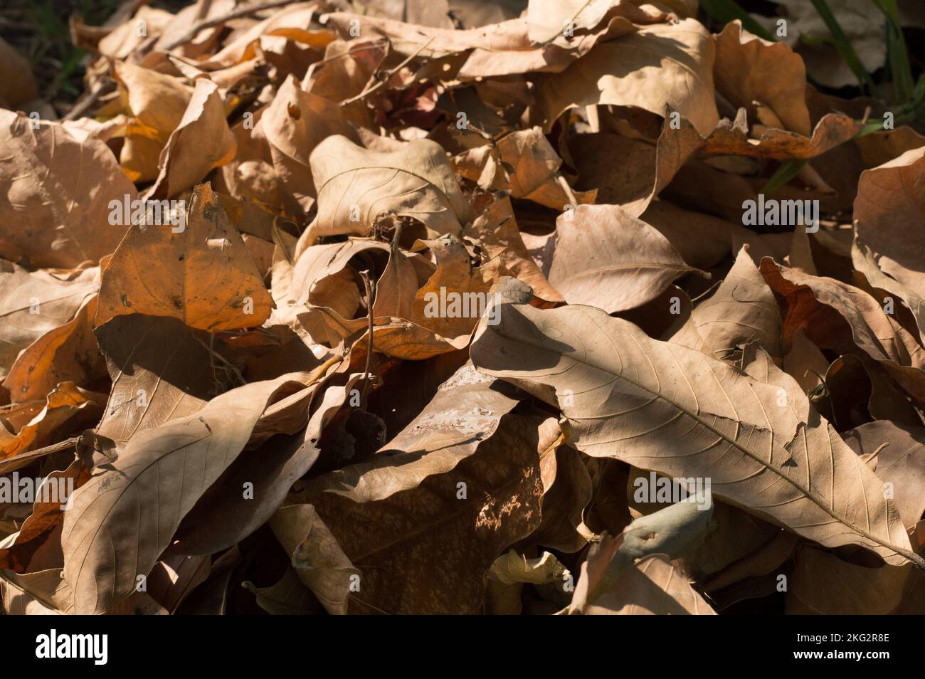 Dry falling leaves in summer sunset sunlight. Nature background photography. Full Frame. Copy Space. Brown Red yellow colors. Autumn October November. Stock Photo