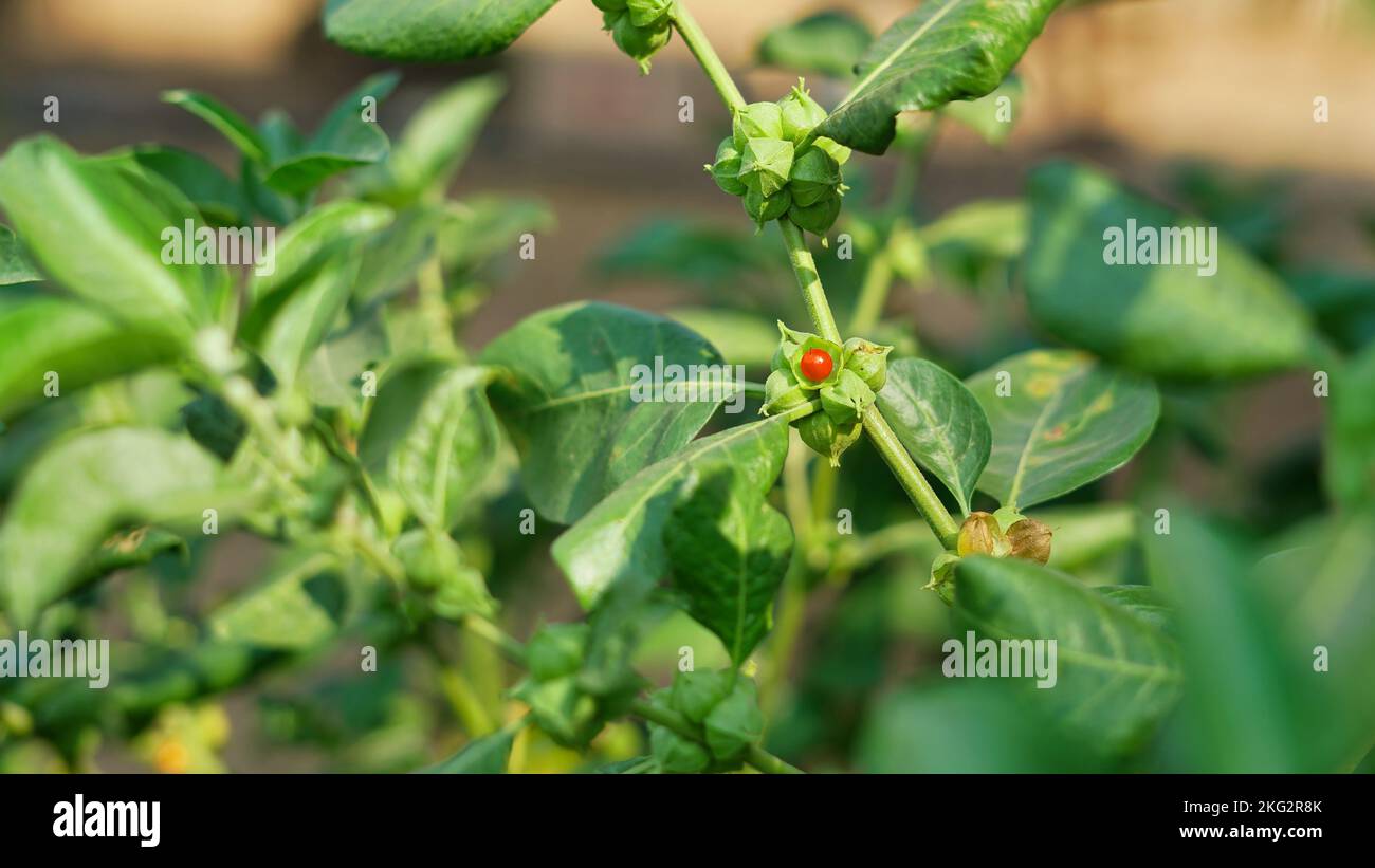 Withania somnifera plant known as Ashwagandha. Fruit Berry with ashwagandha leaves, Indian ginseng herbs, poisonous gooseberry, or winter cherry. Bene Stock Photo