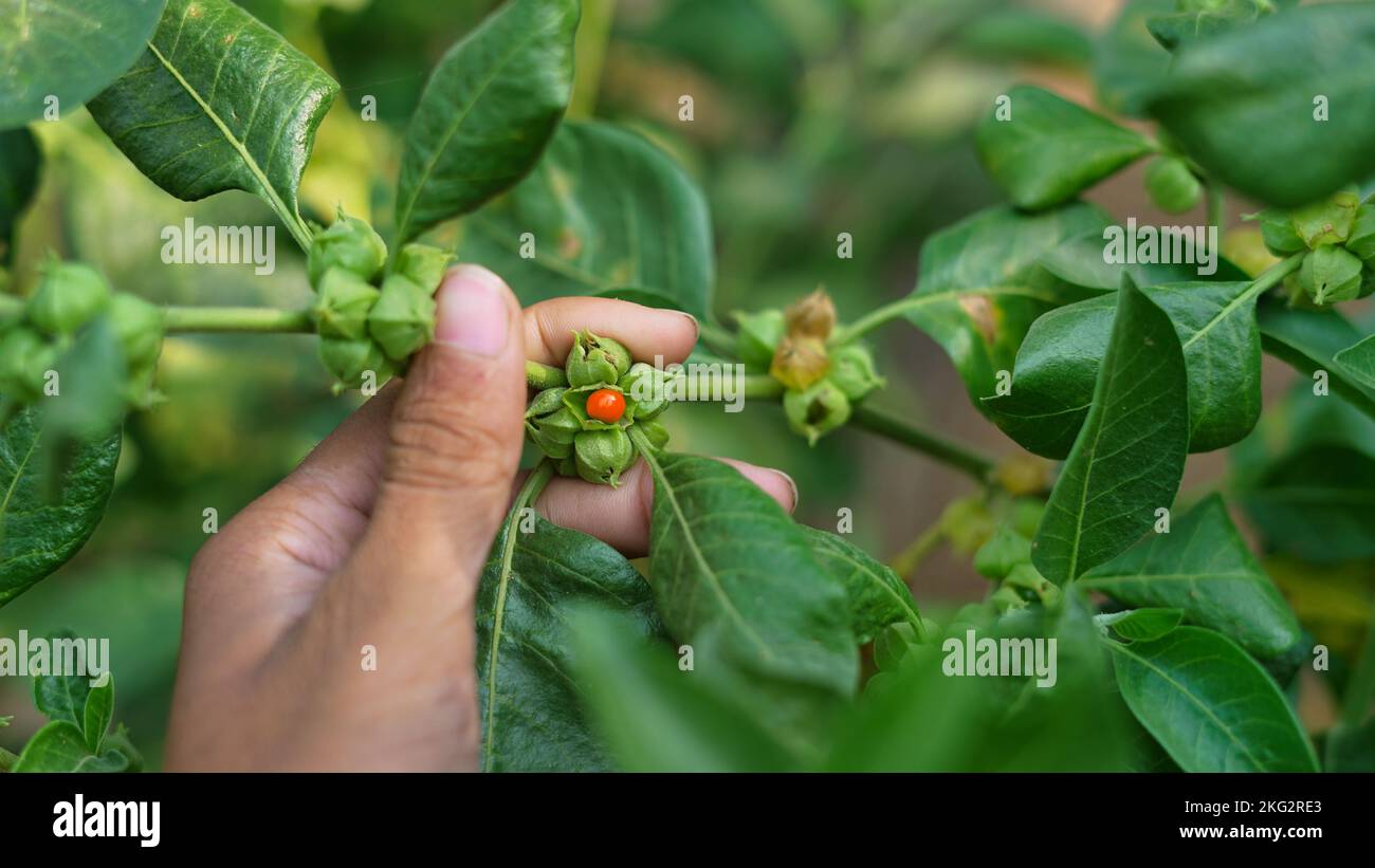 Withania somnifera plant known as Ashwagandha. Fruit Berry with ashwagandha leaves, Indian ginseng herbs, poisonous gooseberry, or winter cherry. Bene Stock Photo
