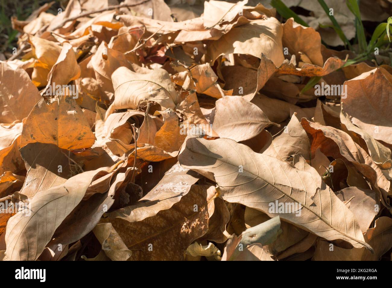 Dry falling leaves in summer sunset sunlight. Nature background photography. Full Frame. Copy Space. Brown Red yellow colors. Autumn October November. Stock Photo